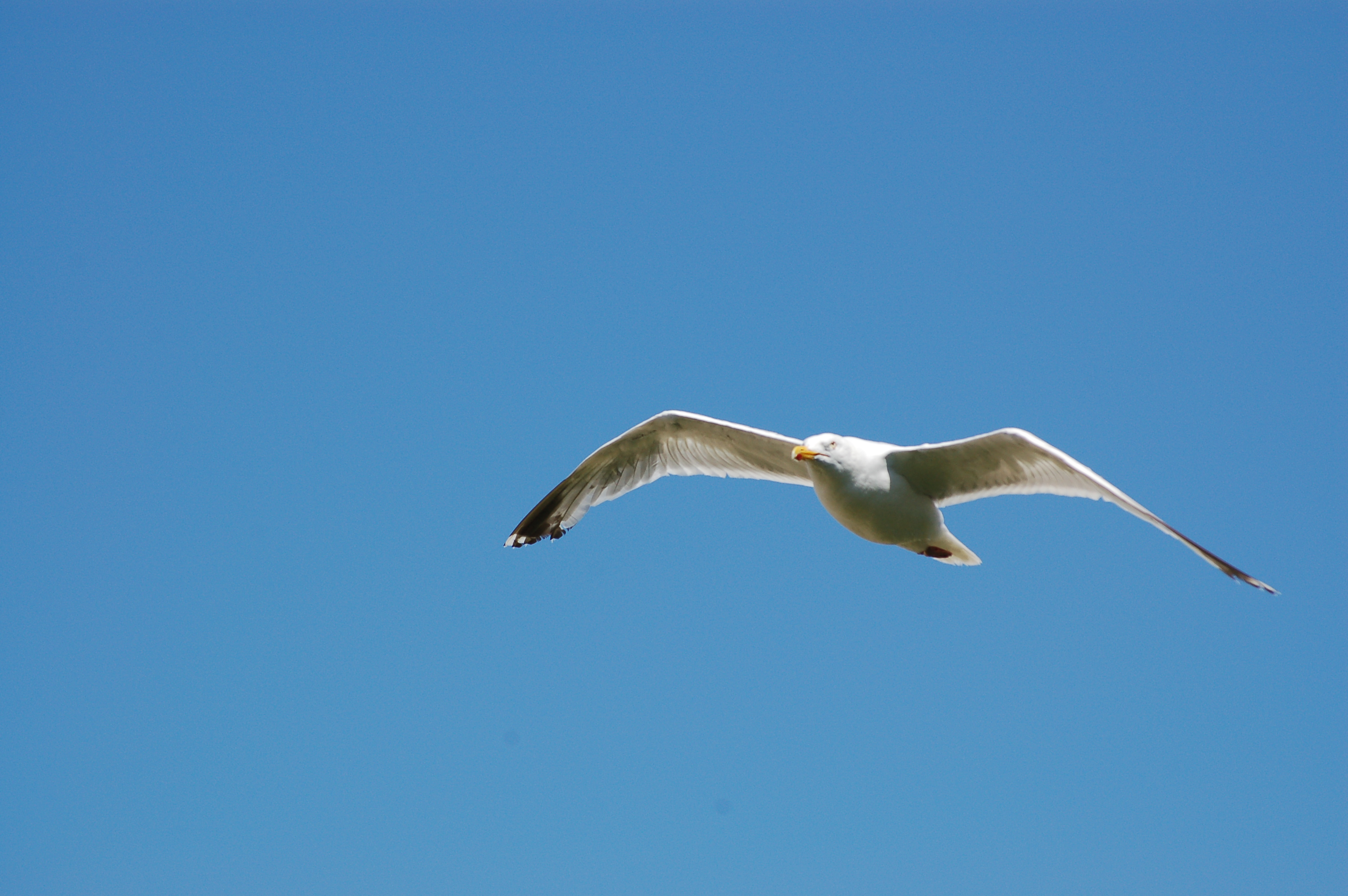 File:Seagull in flight with blue backgound.JPG - Wikimedia Commons