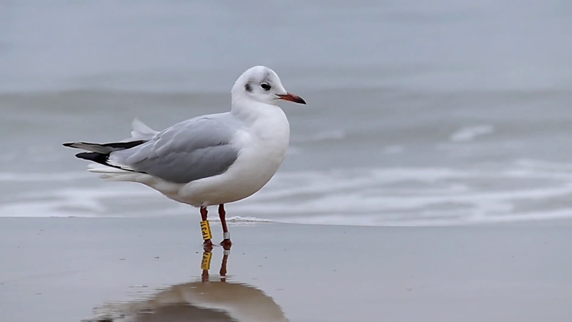 a Seagull Cleaning Feather. a Wave. Slow Motion. Stock Video Footage ...