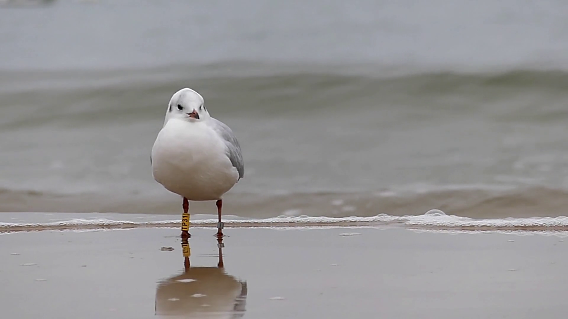 a Seagull With Rings on Paws. Slow Motion.motion. Stock Video ...