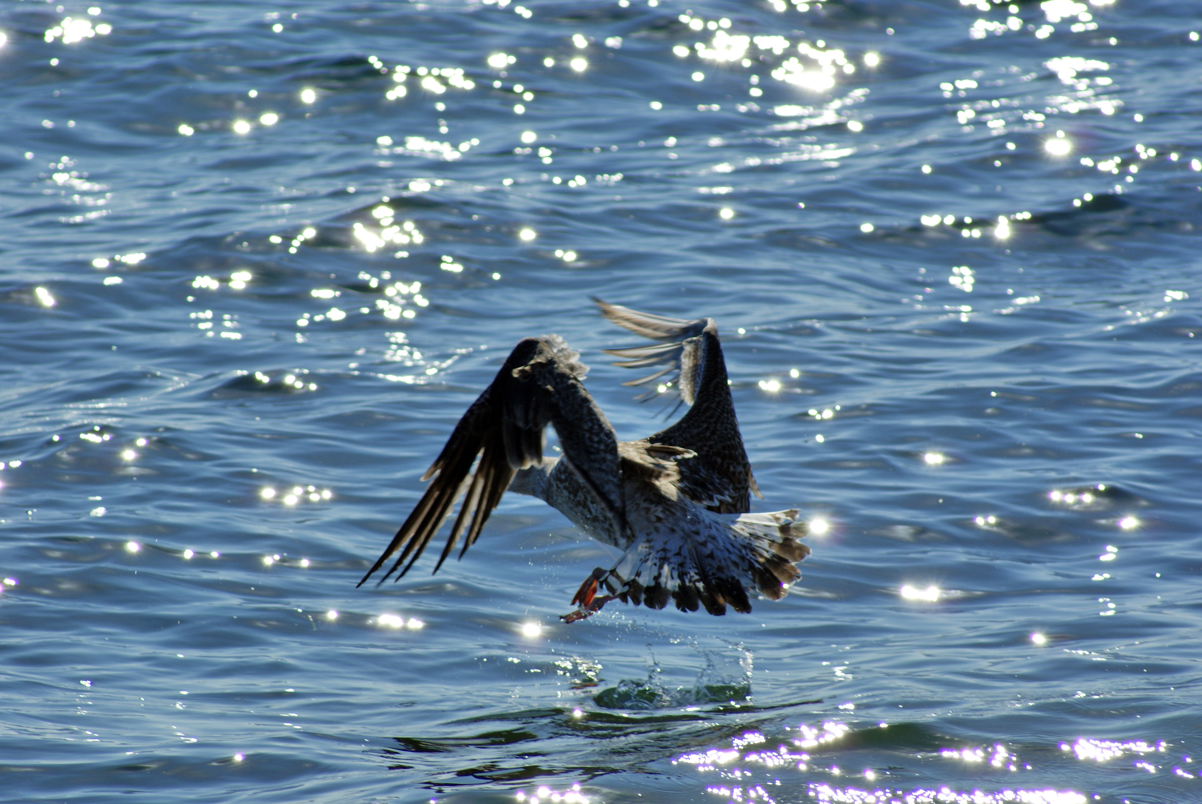 Seagull Landing, Air, One, Outdoors, Park, HQ Photo