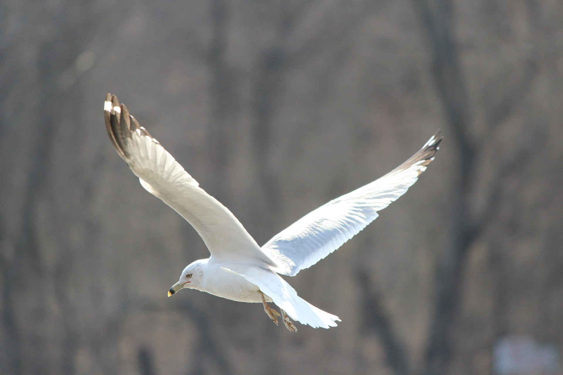 Seagull Landing Free Stock Photo - Public Domain Pictures