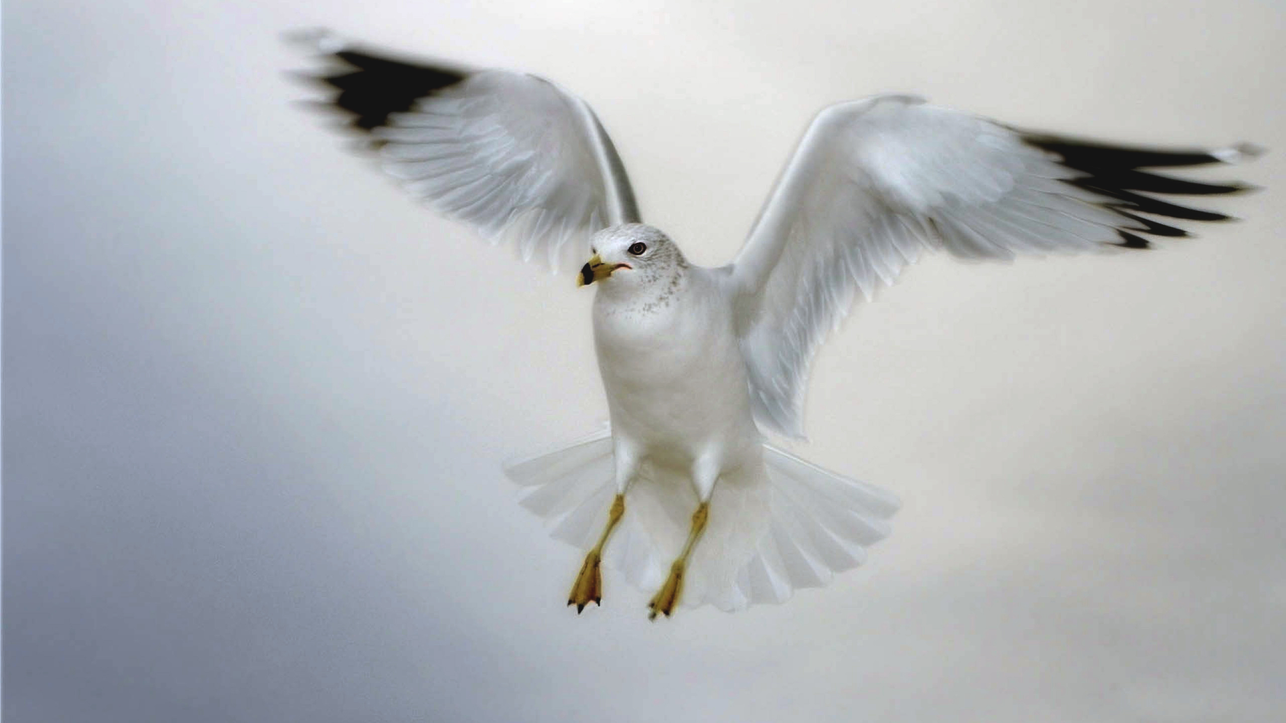 White Seagull Landing Desktop Wallpaper Hd Resolution 2550x1440 ...