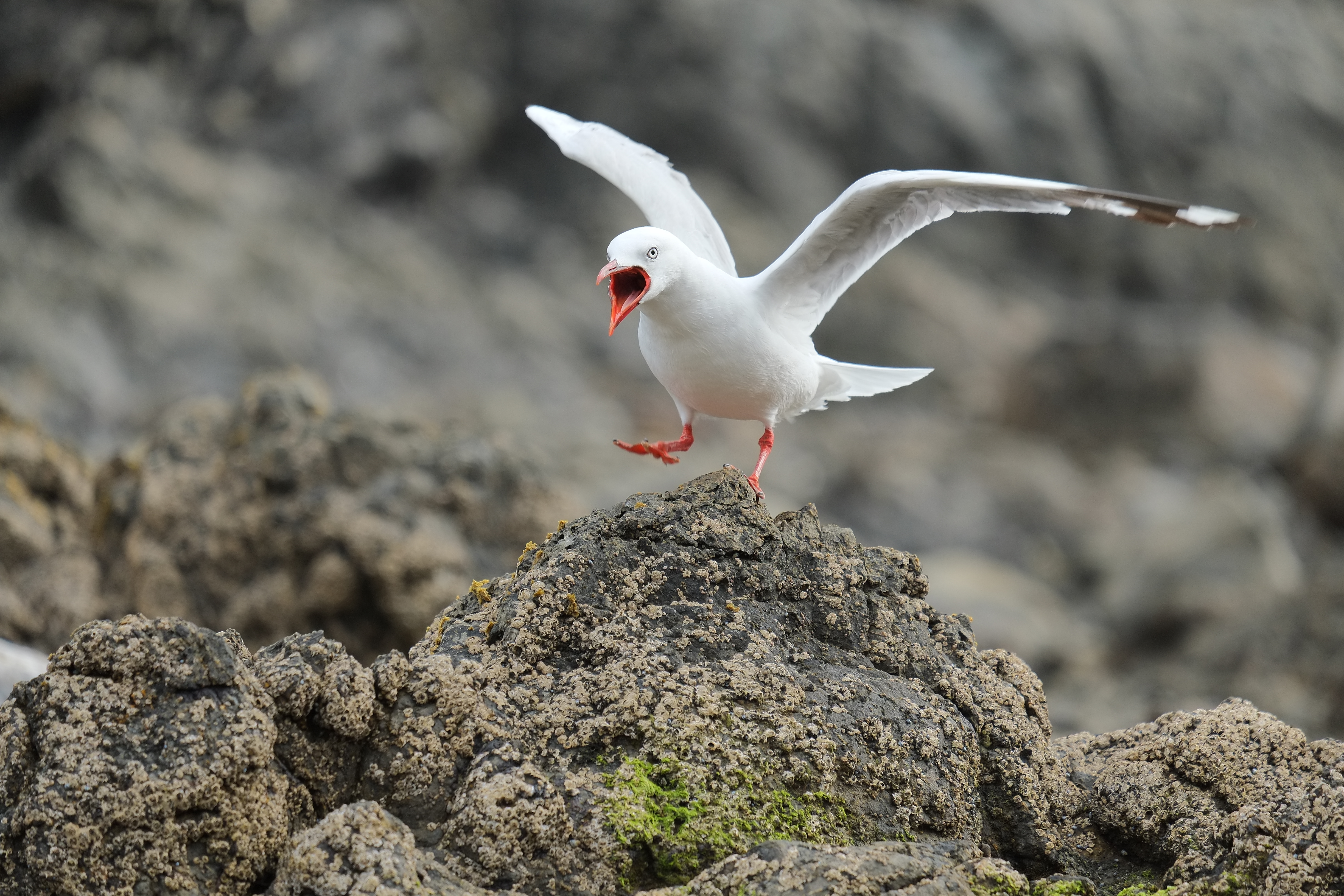 Seagull landing photo