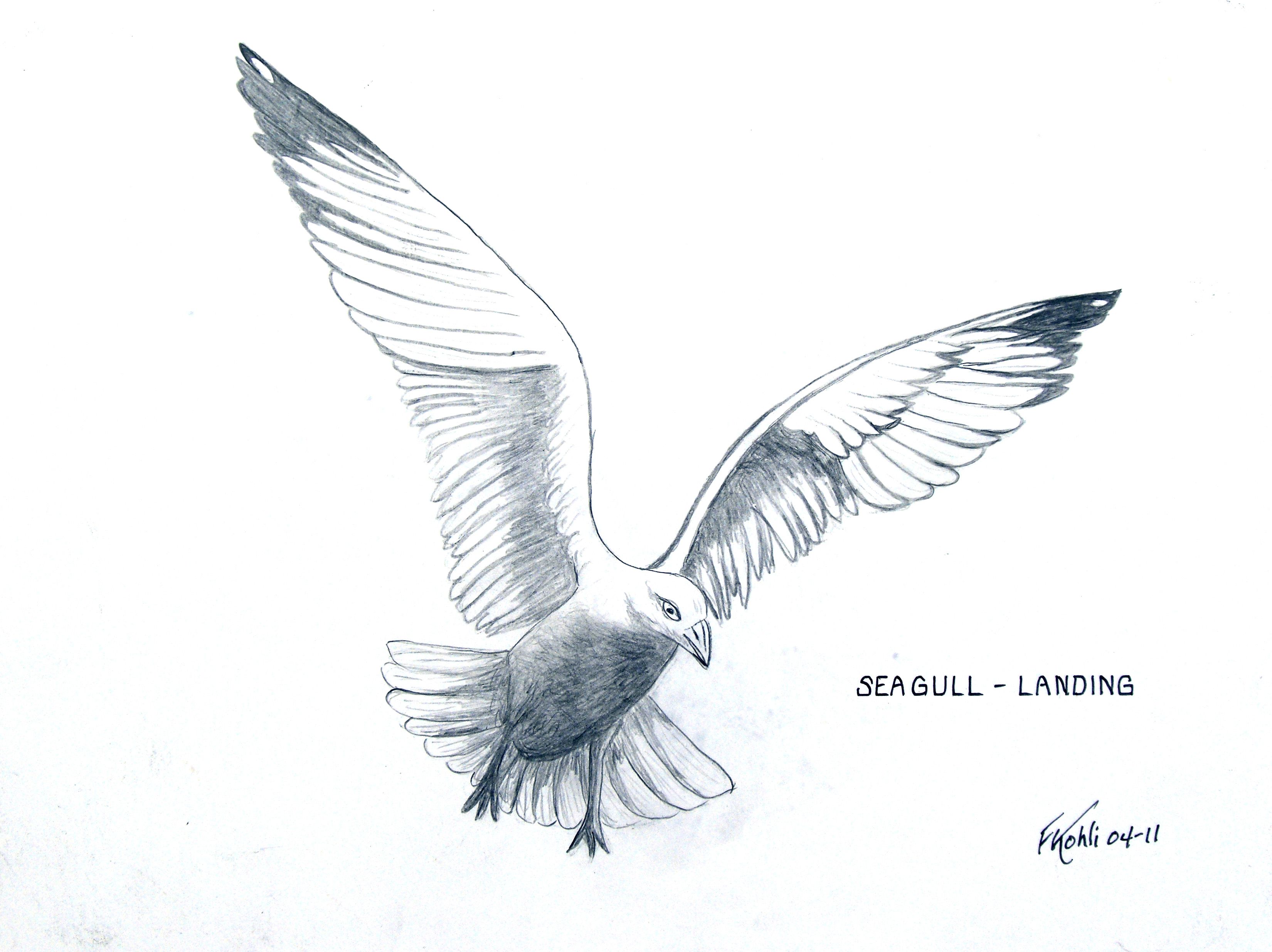 SEAGULL LANDING - Pen and ink drawing. For prints, go to: http ...