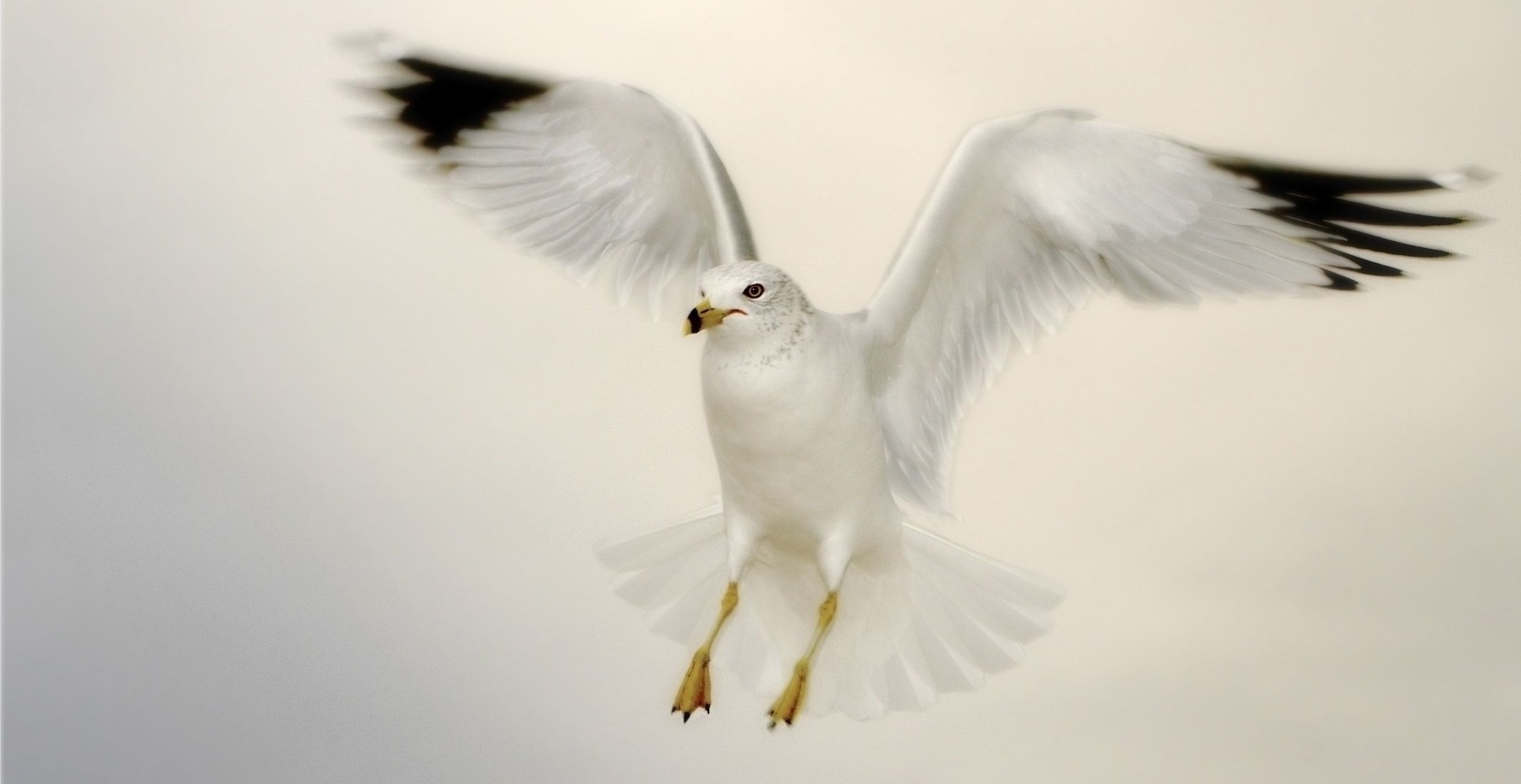 White Seagull Landing Wallpaper - Birds Wallpapers and Backgrounds