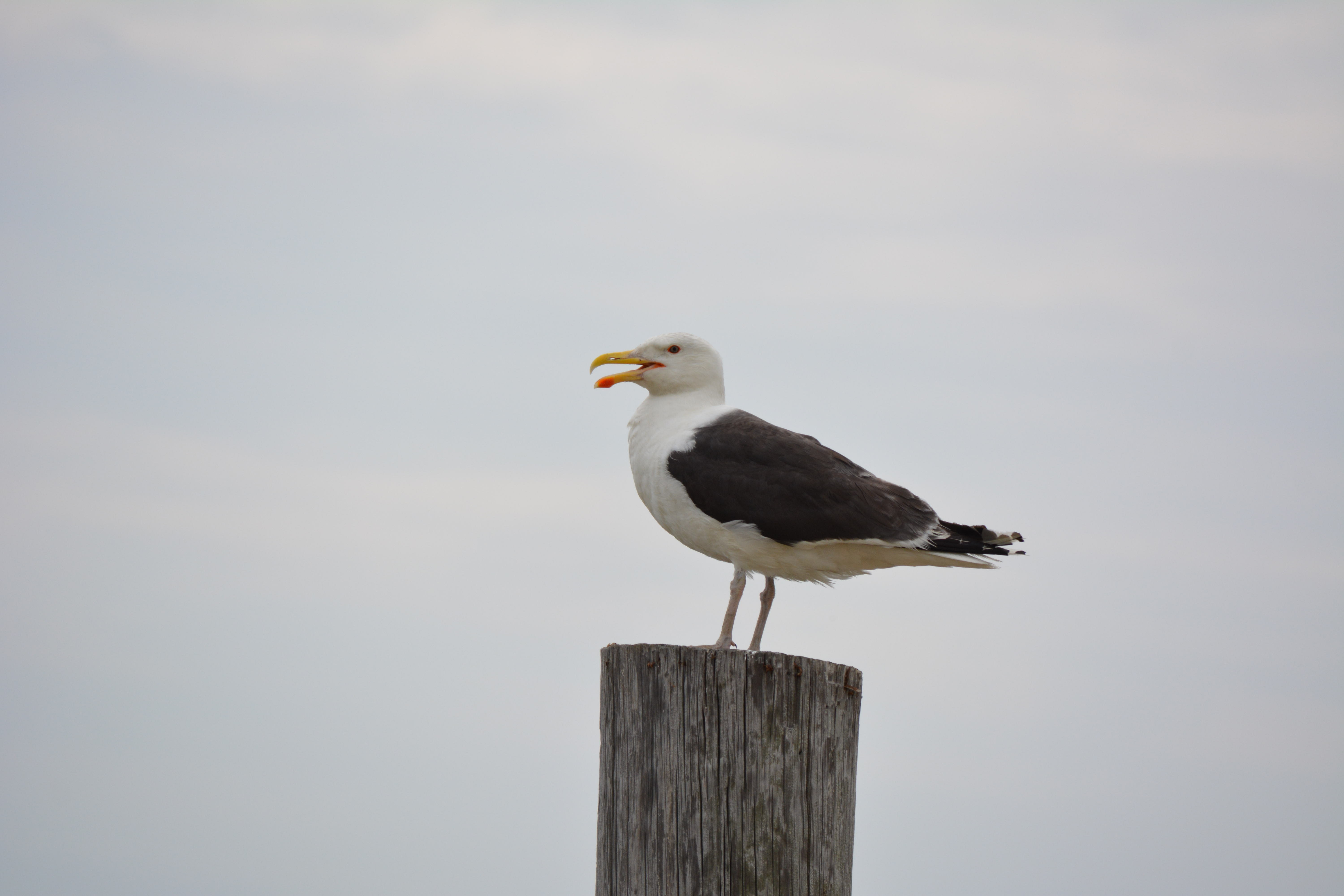 Seagull on a piling photo