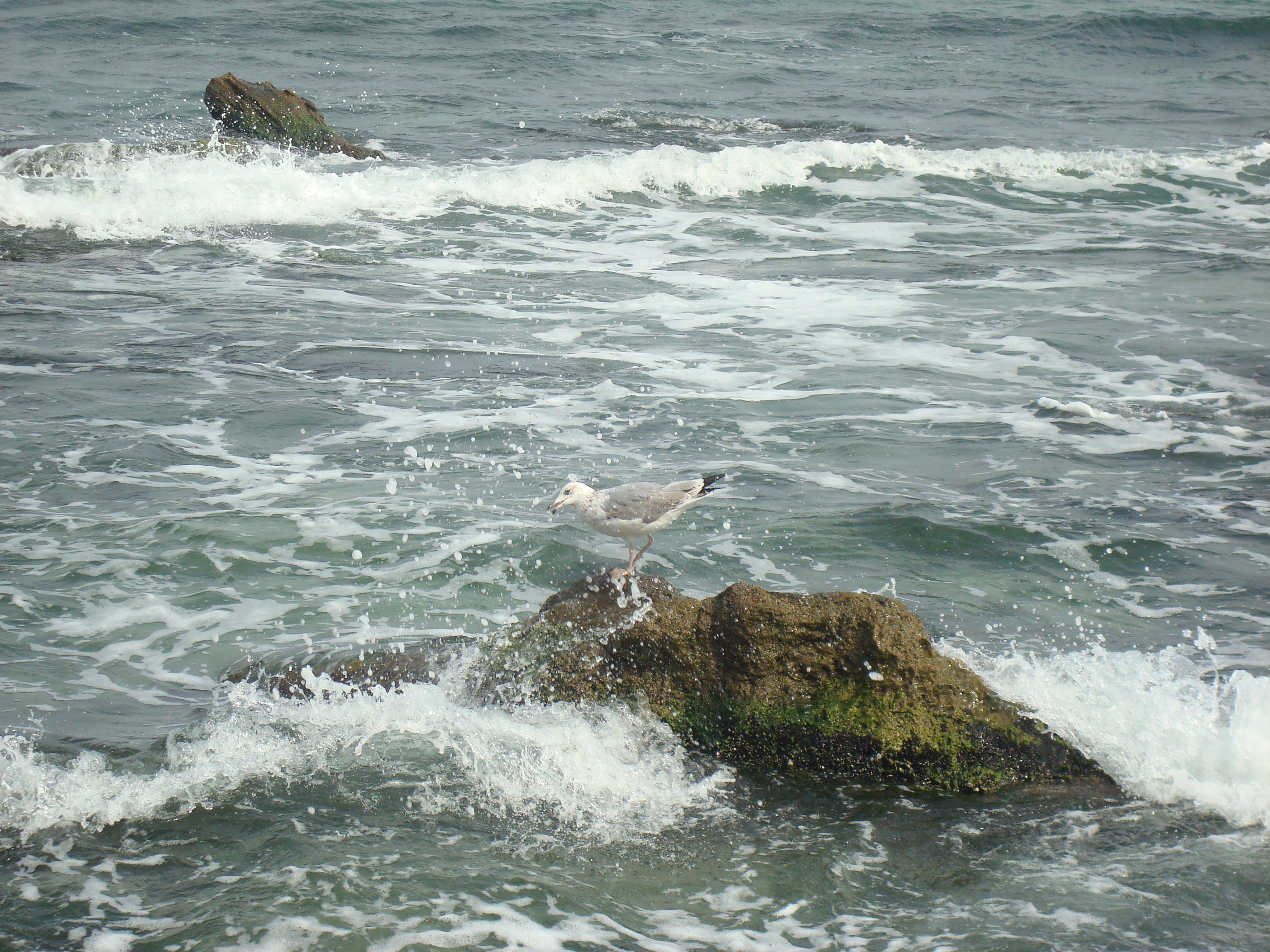 Seagull on a rock photo