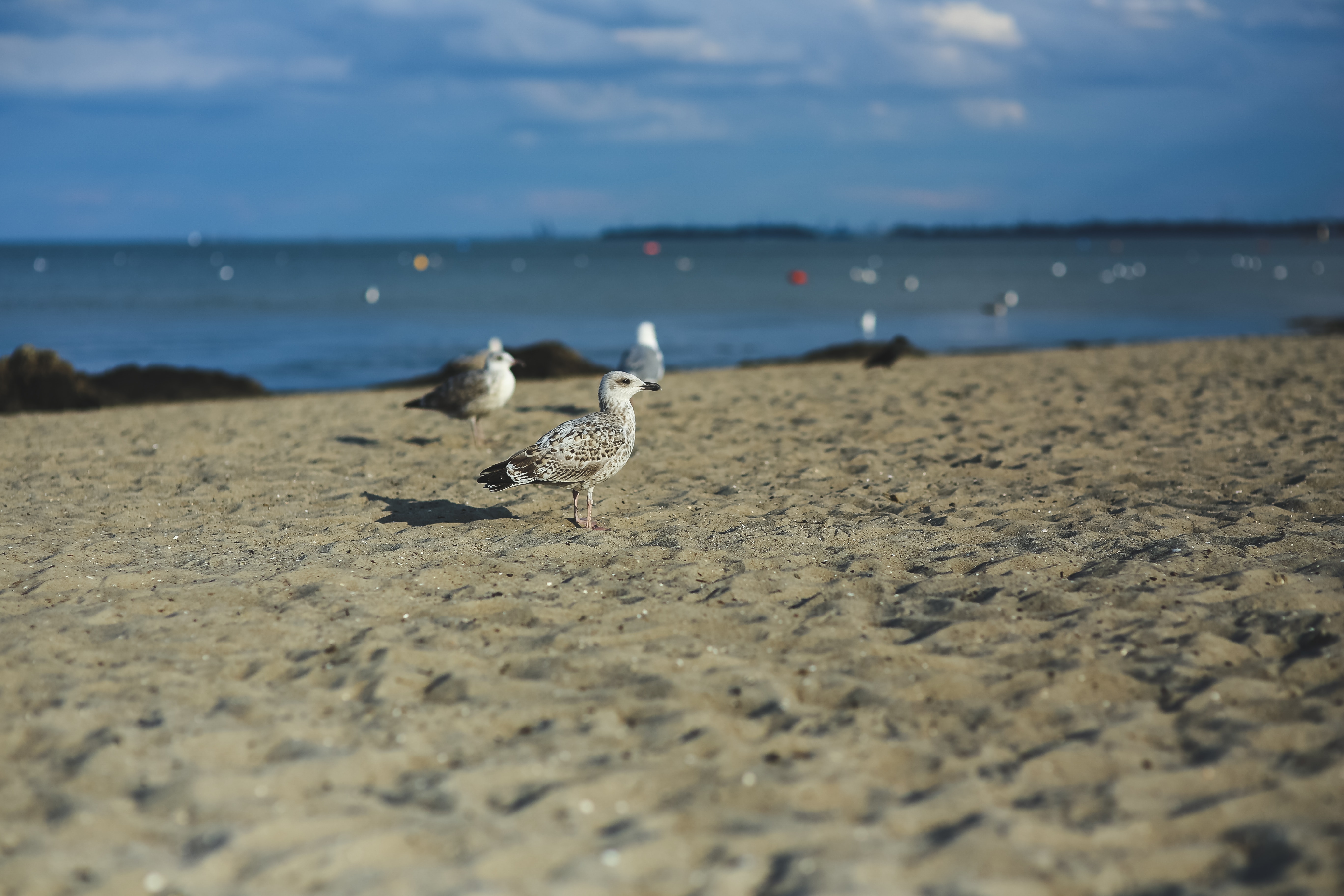 Seagull on a sandy shore photo