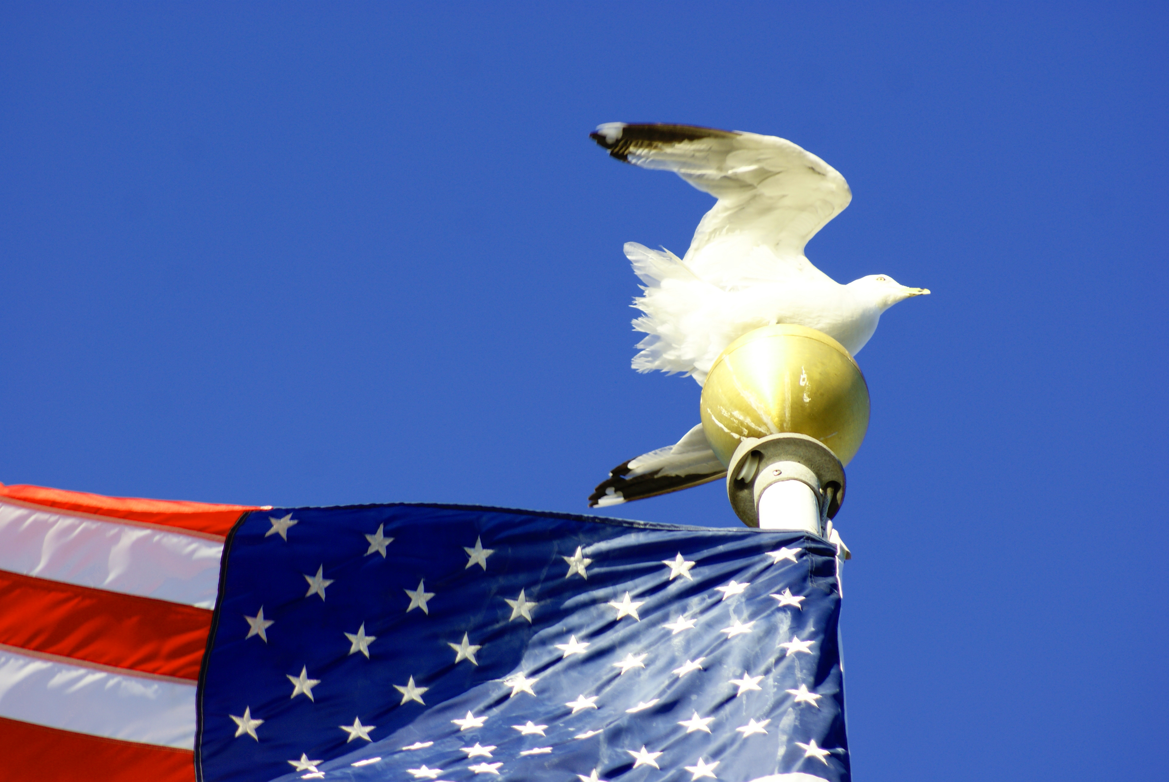 Seagull on flagpole photo