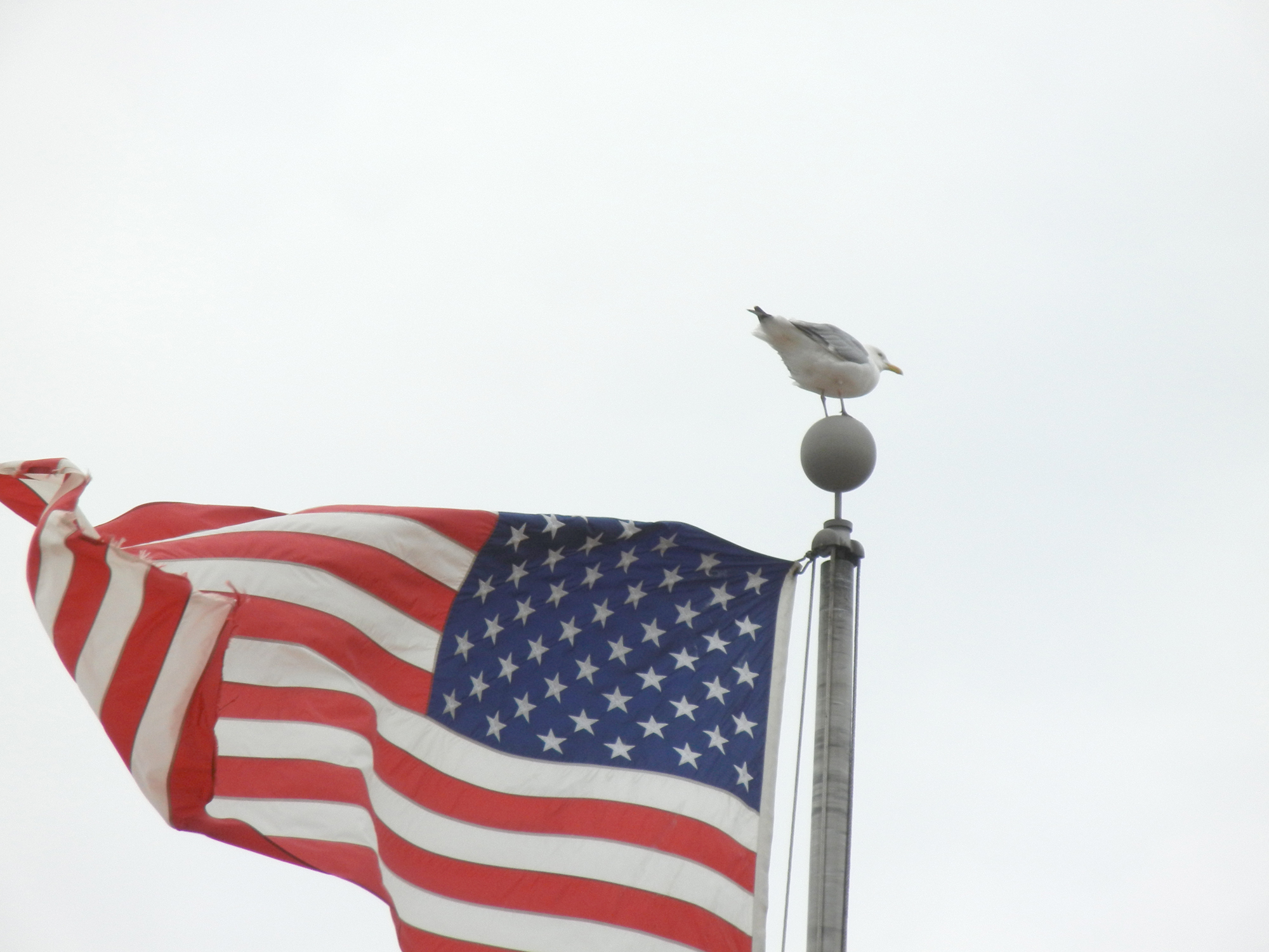 Seagull sitting on top of a flag pole