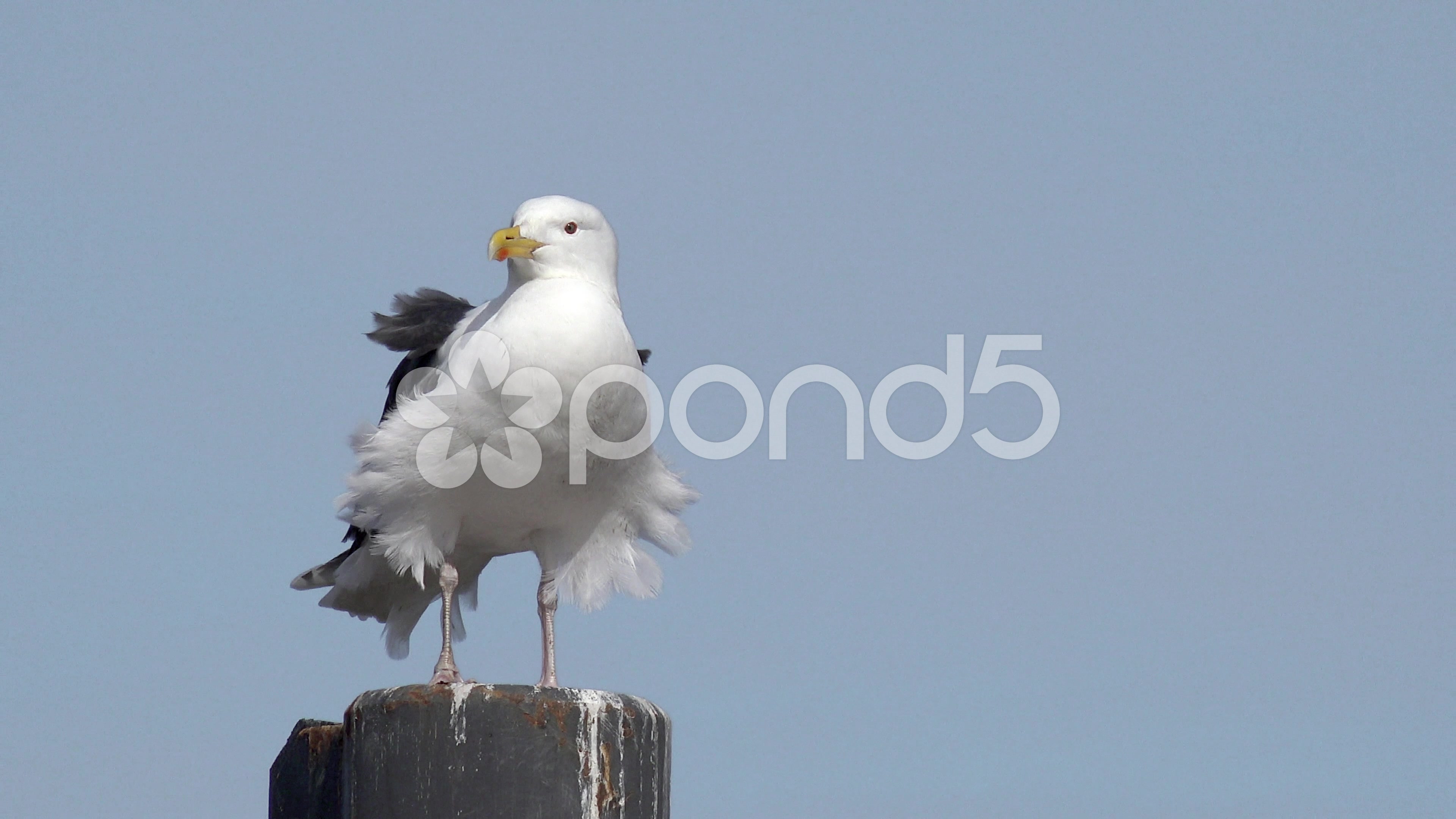 Seagull sitting on pile infront of blue sky ~ Clip #48906442