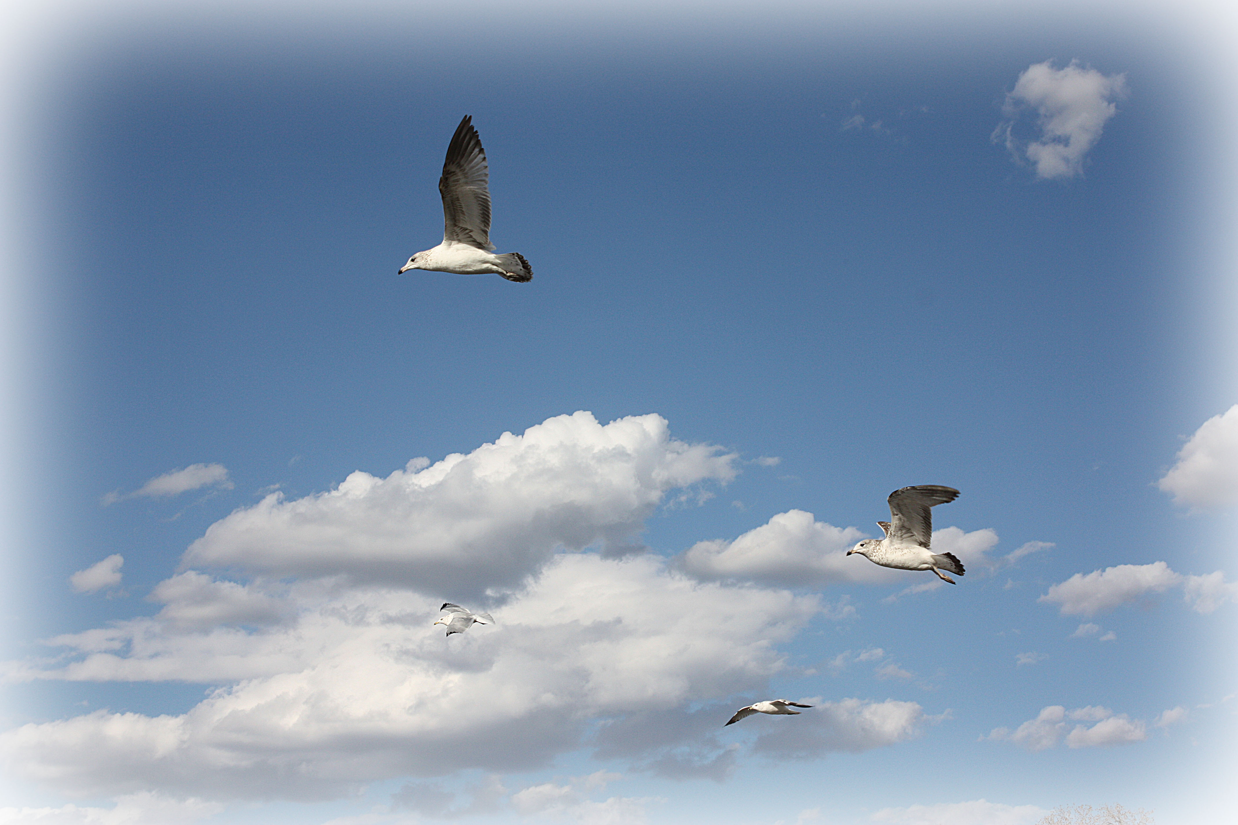 Seagulls at White Rock Lake in Dallas. | Photography | Pinterest ...