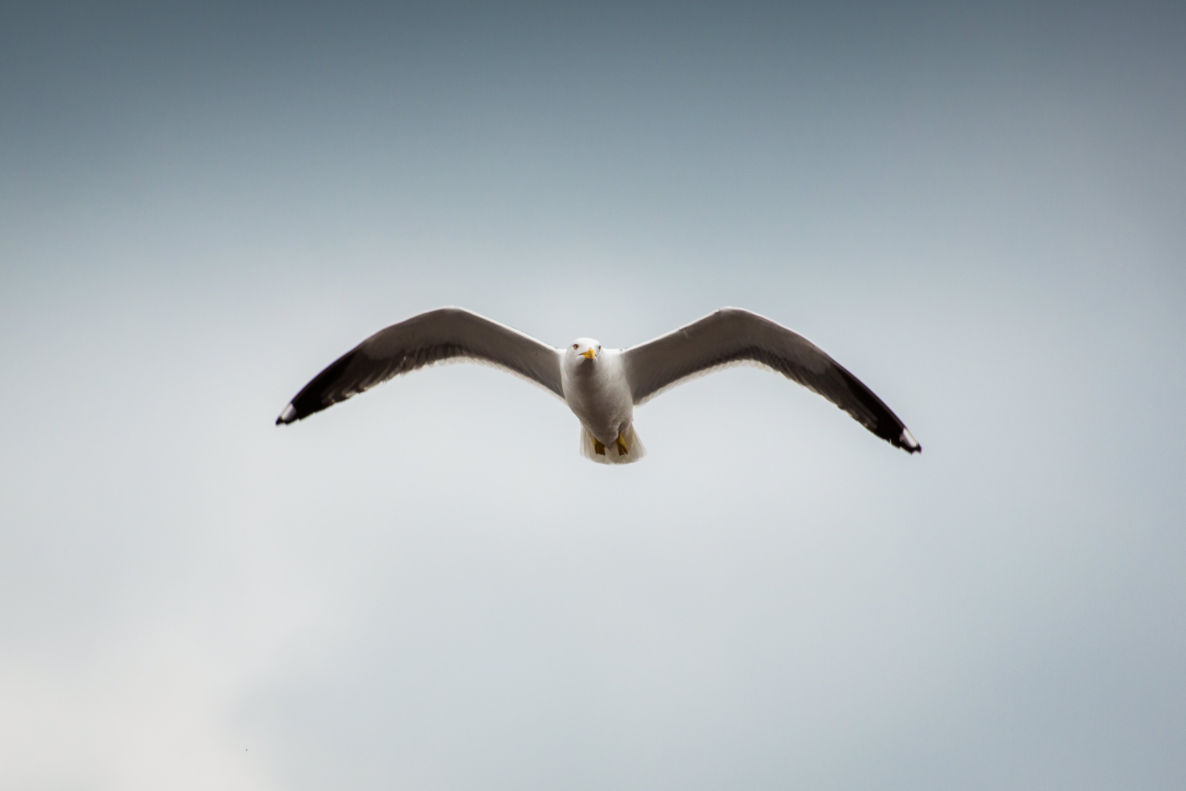 Low Angle Photography of Seagull Flying · Free Stock Photo