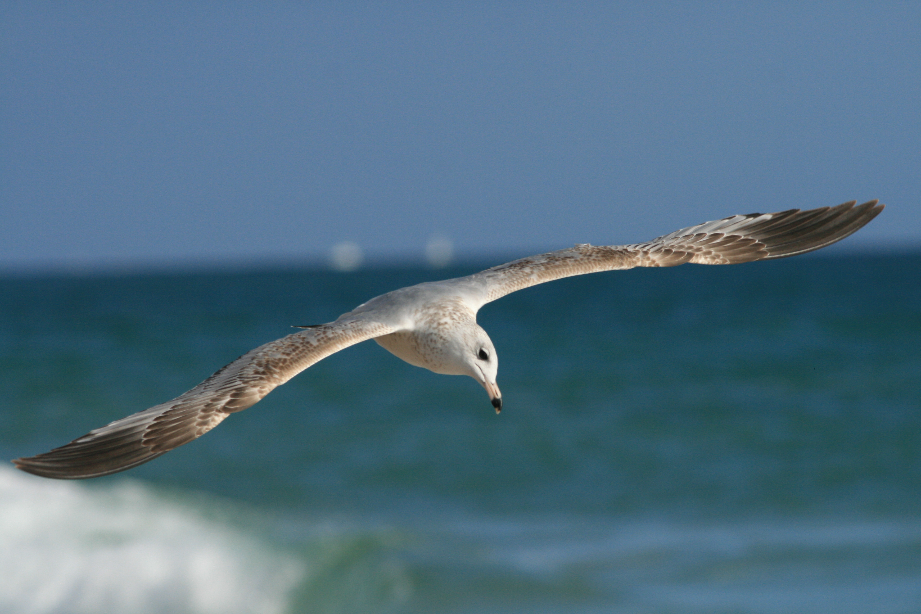 File:Seagull in flight on Florida beach 2.JPG - Wikimedia Commons