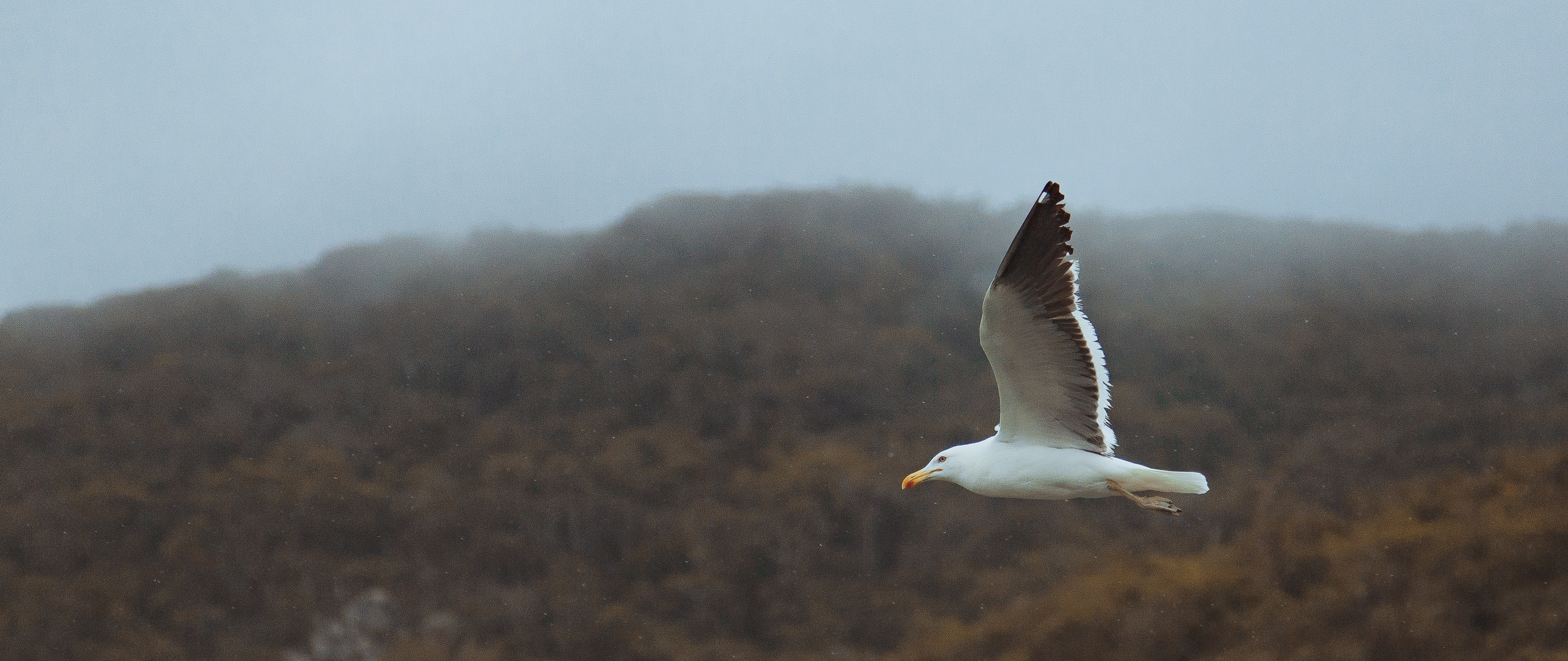 Seagull on flight photo