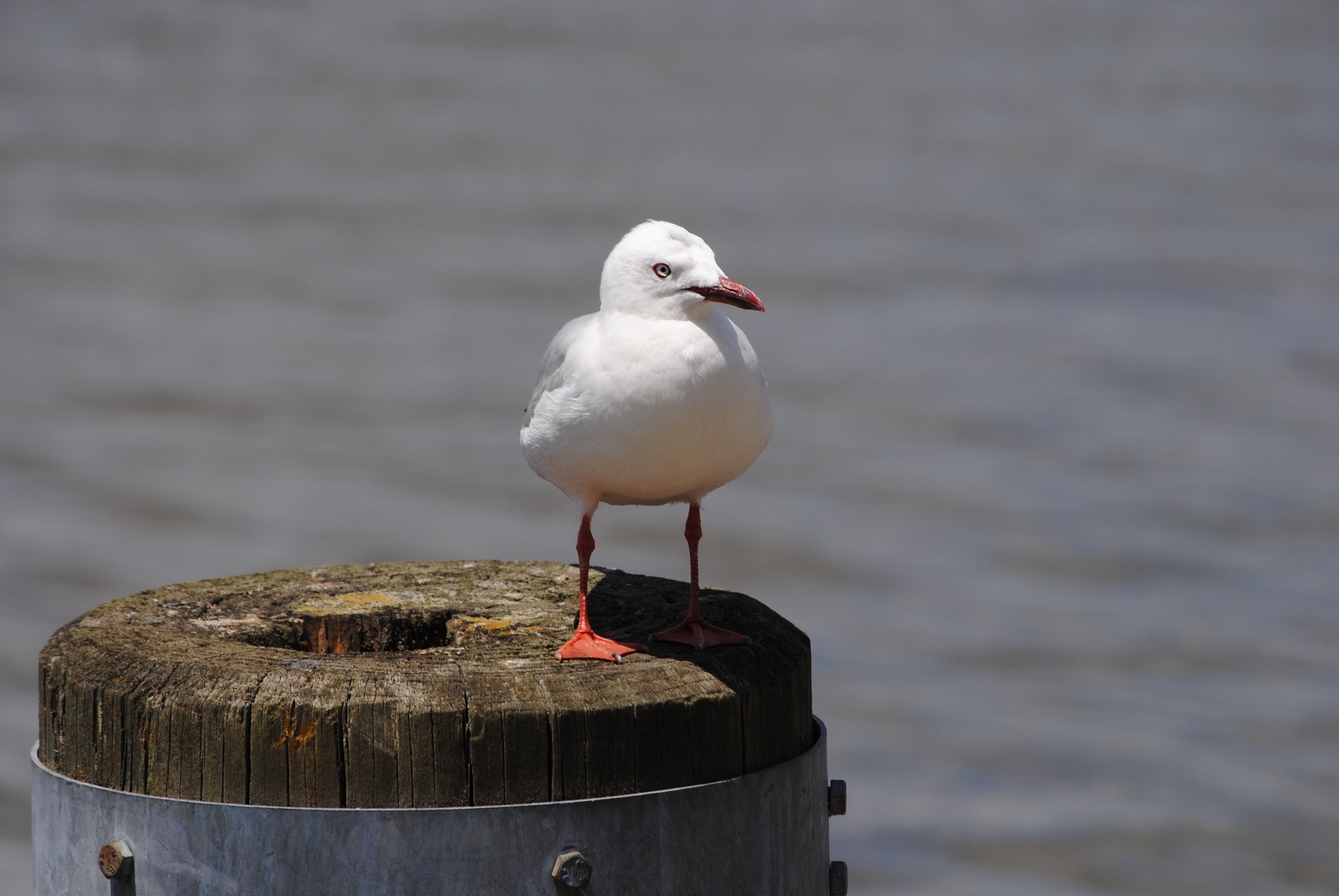 Seagull on the wood photo