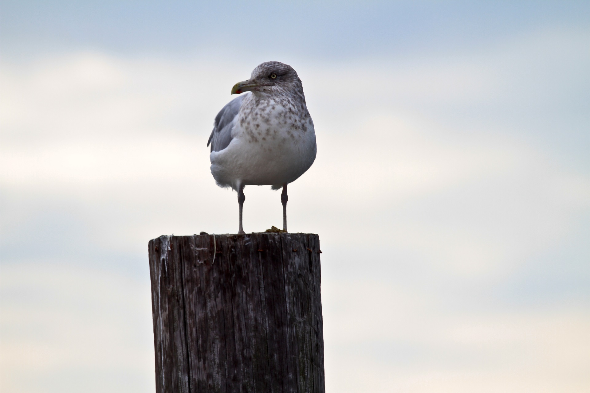 Seagull on the wood photo