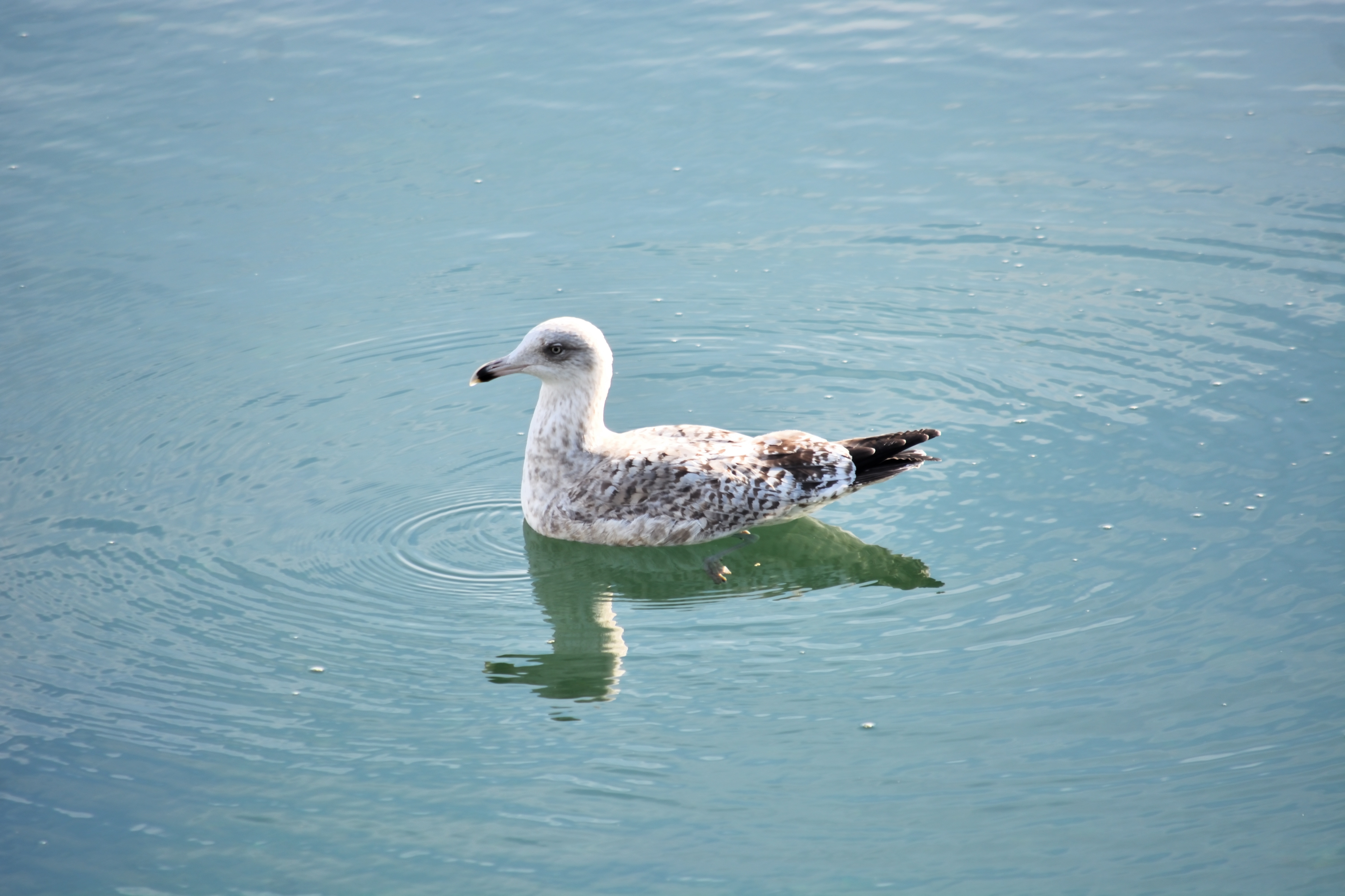 Free Images : sea, nature, animal, seagull, pond, wildlife, wild ...