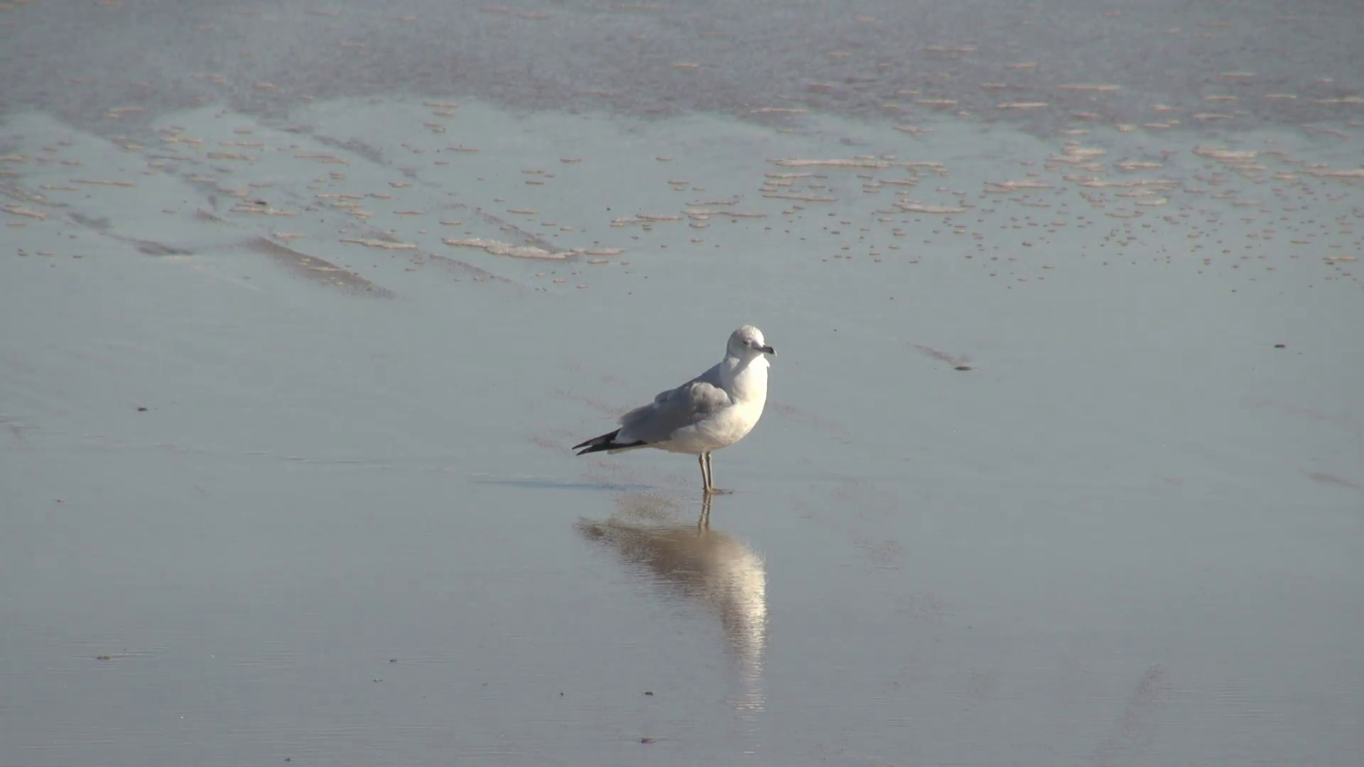 Seagull Standing with Reflection in Sand Stock Video Footage ...