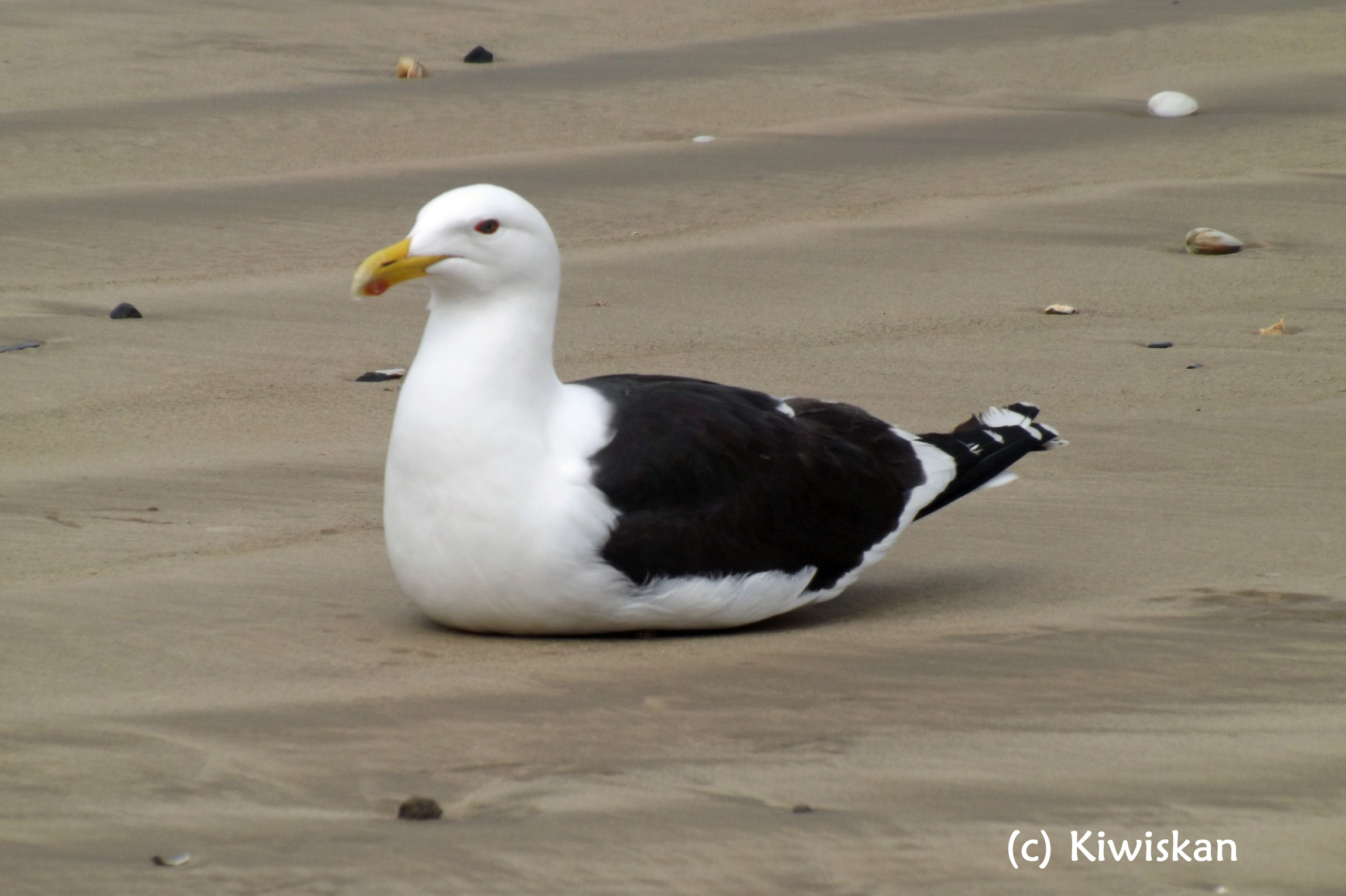 Seagull resting photo