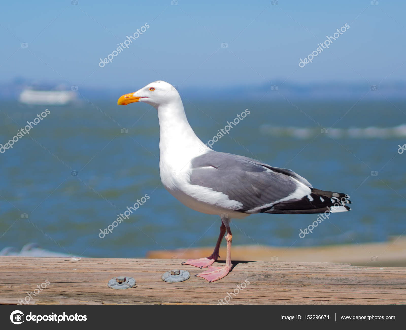 Seagull resting on wooden rail near sea — Stock Photo © weruskak ...