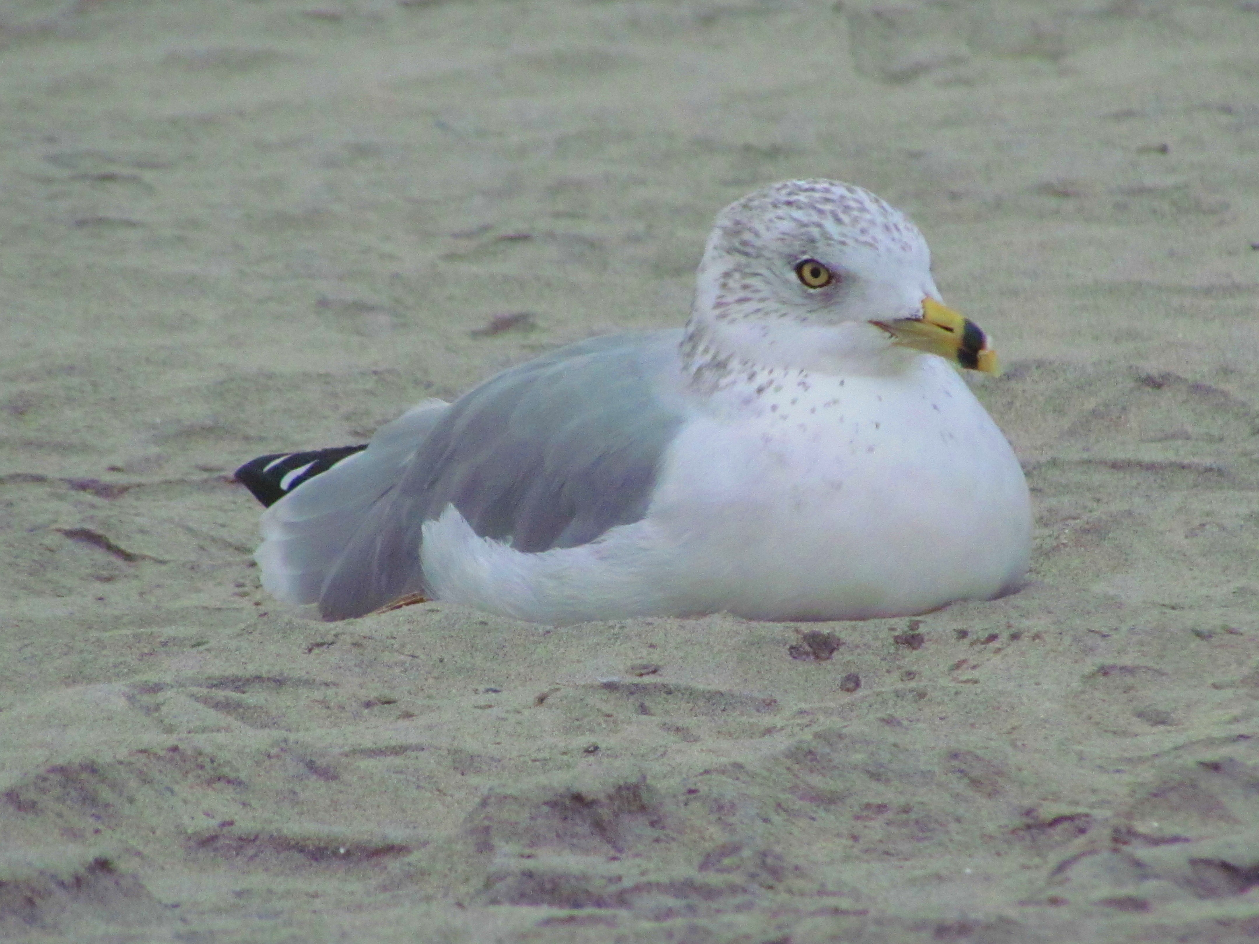 Birds: Beach Bird Lazy Beautiful Seagull Resting Sandy Pictures Of ...