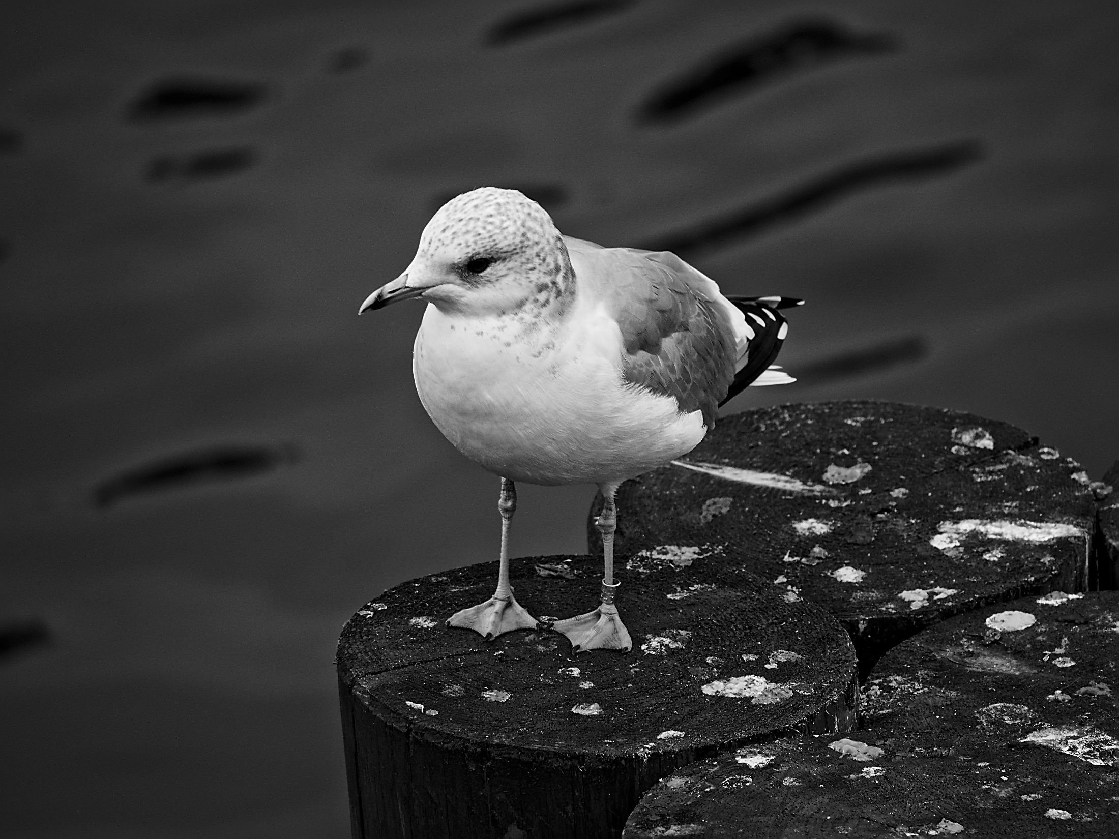 White and Gray Bird Standing on Seaside
