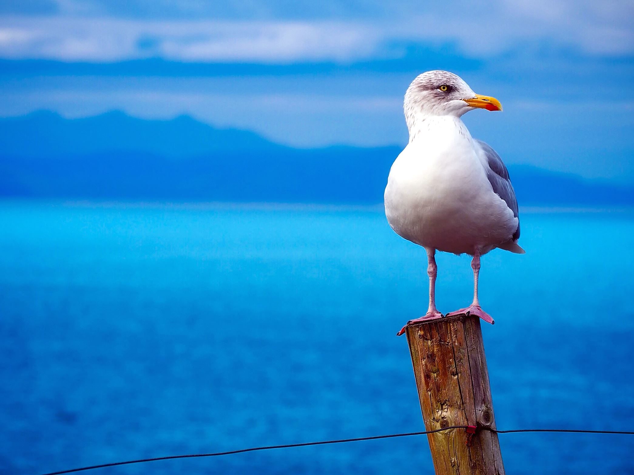 Free picture: white seagull, bird wings, animal, avian, beautiful bird