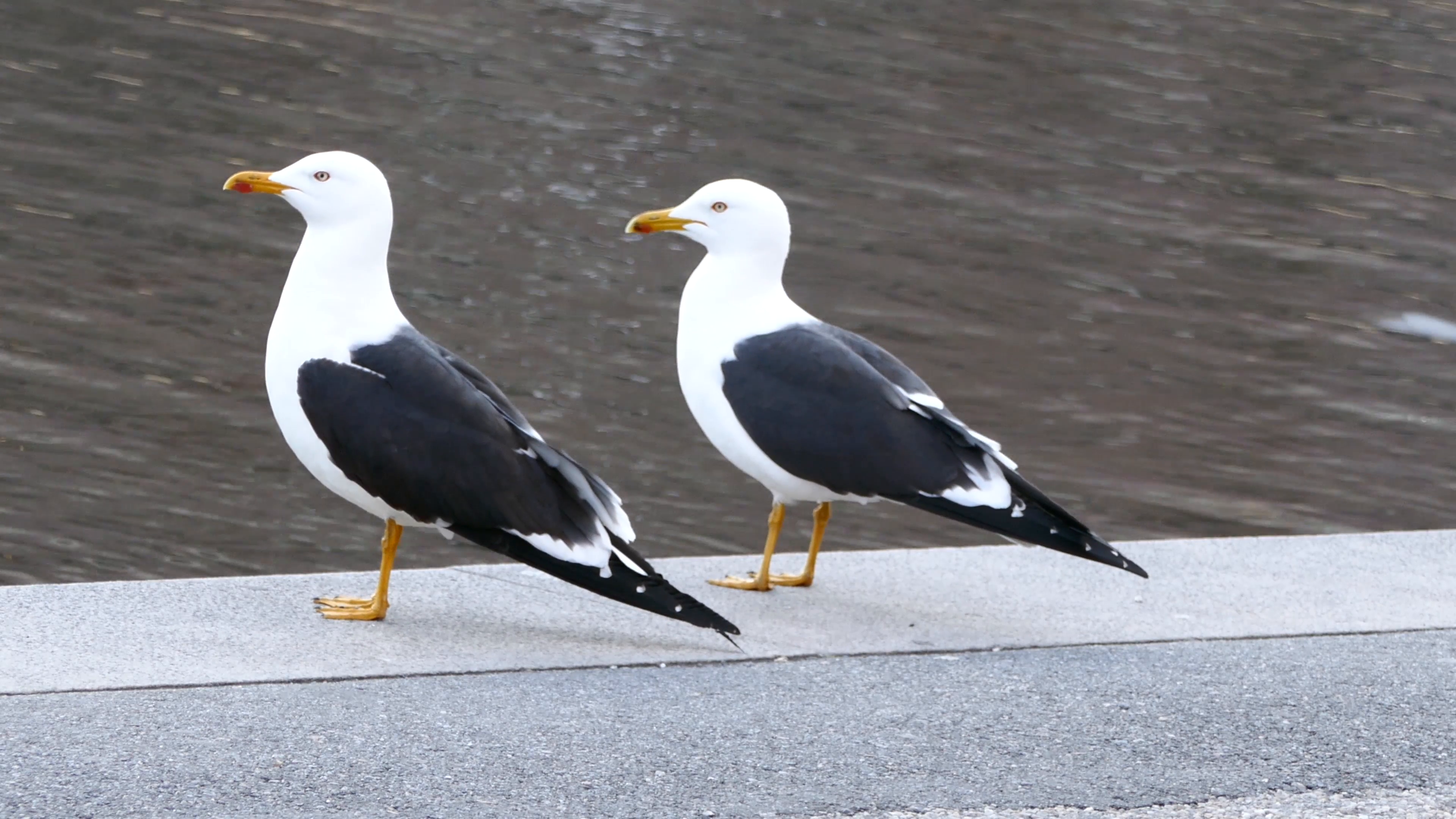 STOCKHOLM, SWEDEN, APR 2016: Two seagulls singing together Stock ...
