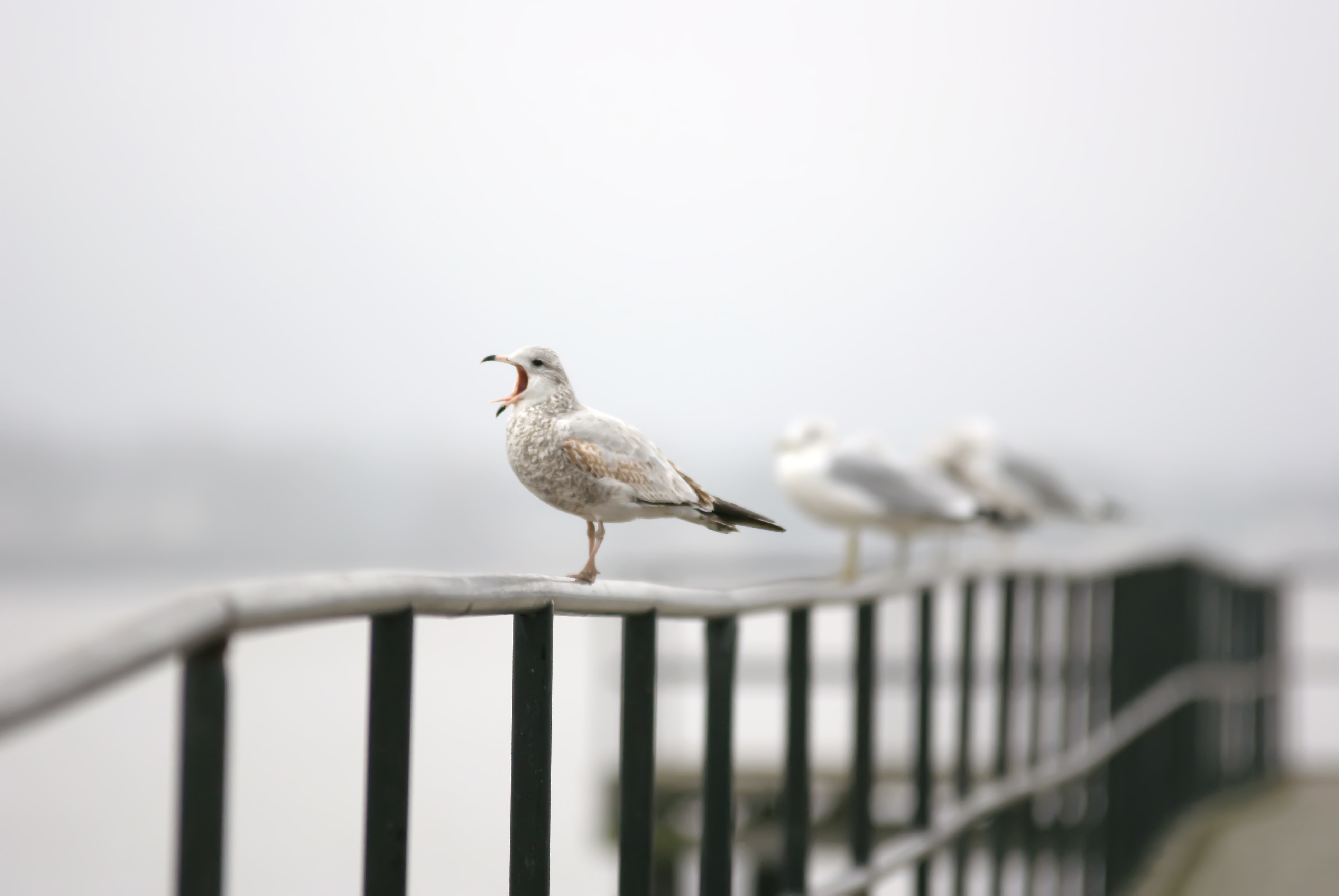 Seagull singing, Air, Seagull, Nature, Ocean, HQ Photo