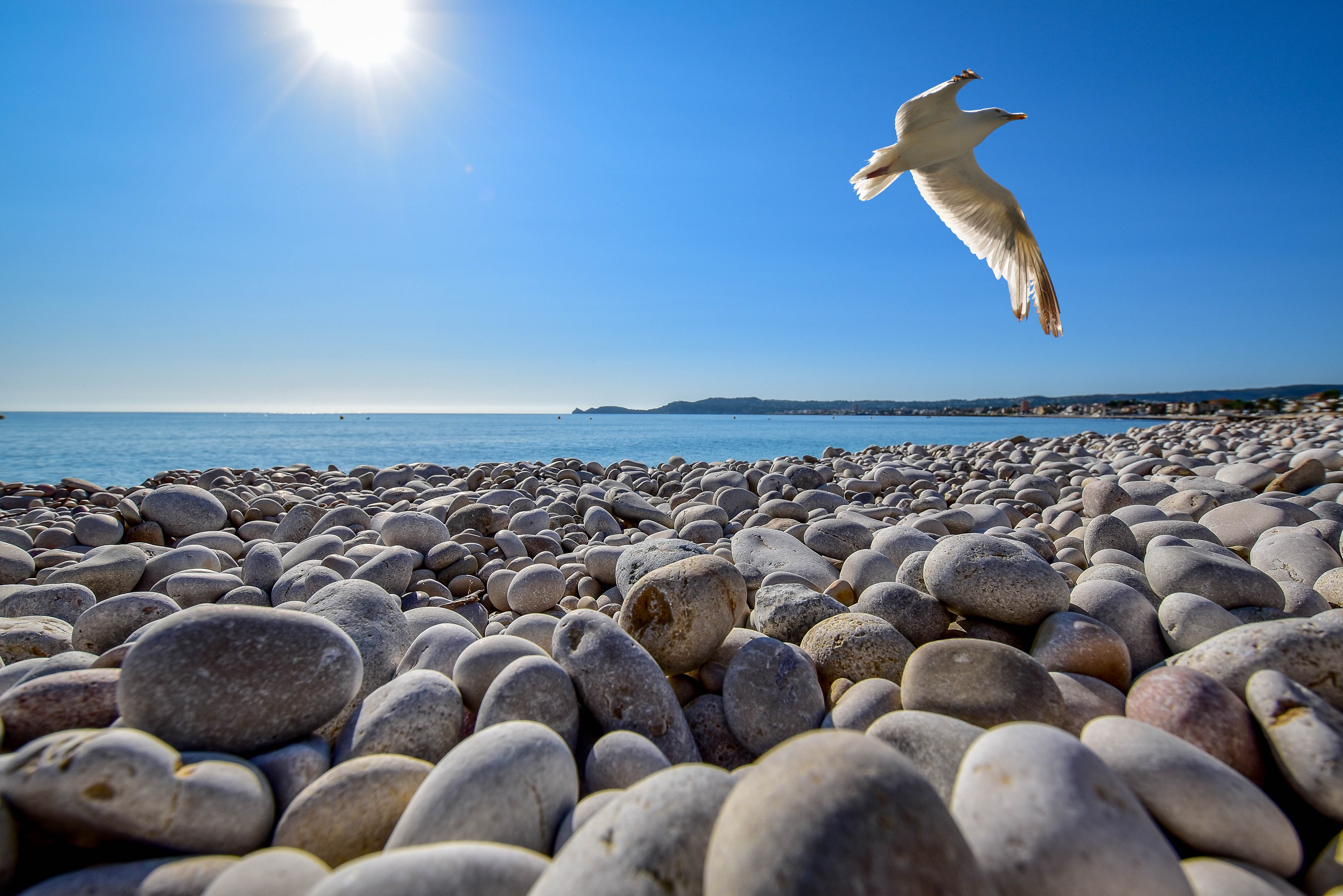 Seagull soaring on top of pebble field at beach photo