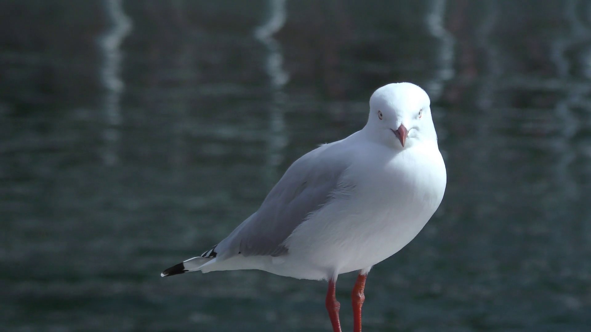 Seagull Standing in front of Sea Stock Video Footage - VideoBlocks