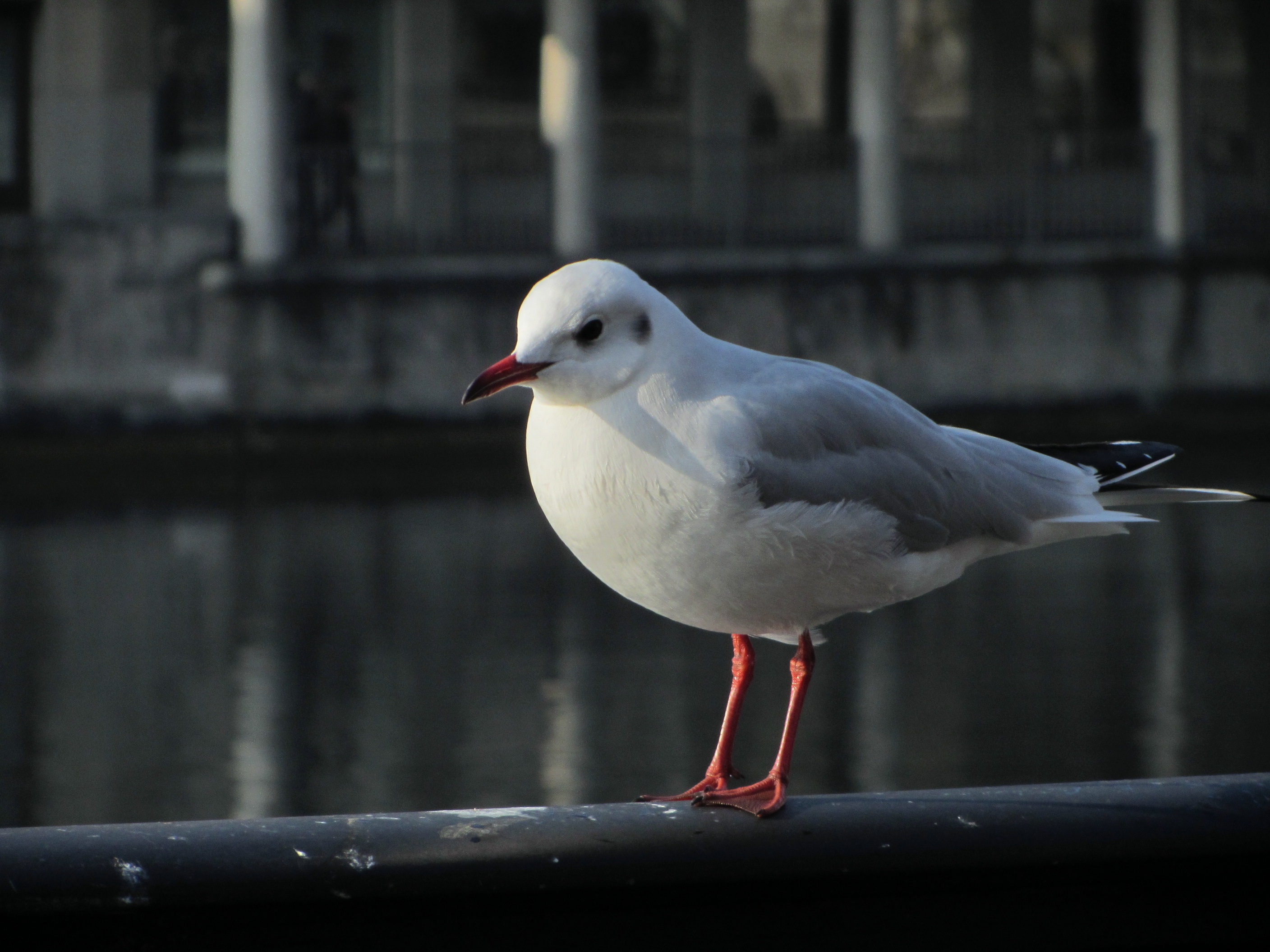 Free Images : seabird, river, seagull, standing, railing, beak ...