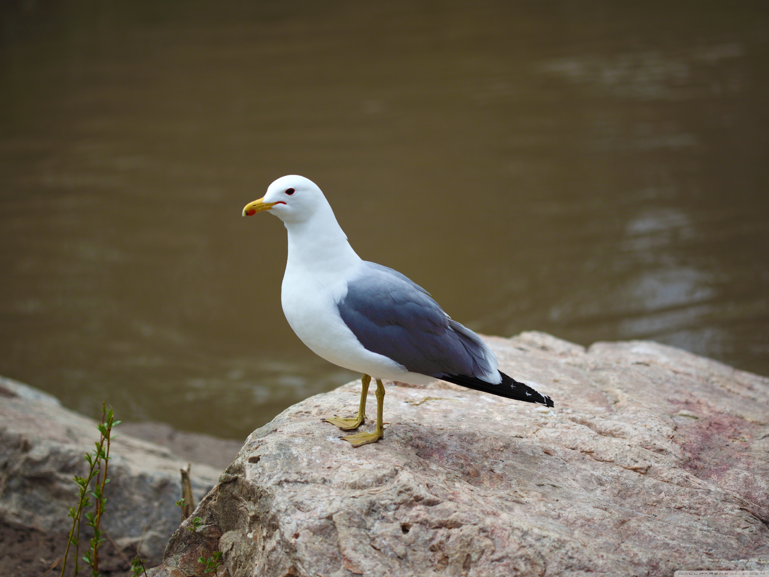 Seagull Standing on Rock ❤ 4K HD Desktop Wallpaper for 4K Ultra HD ...