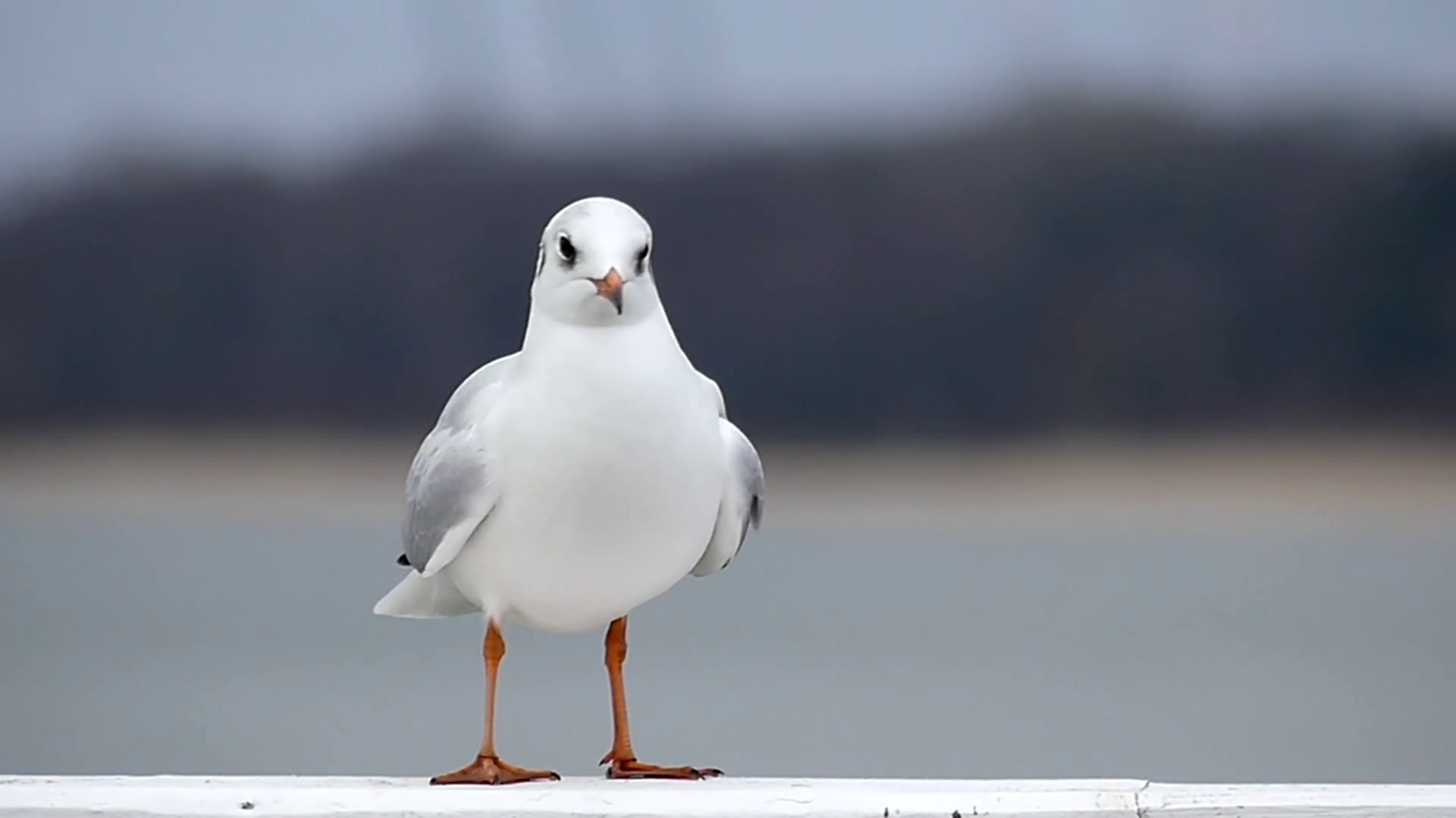 a Seagull Standing and Walking on a Stone Fence in Slow Motion ...