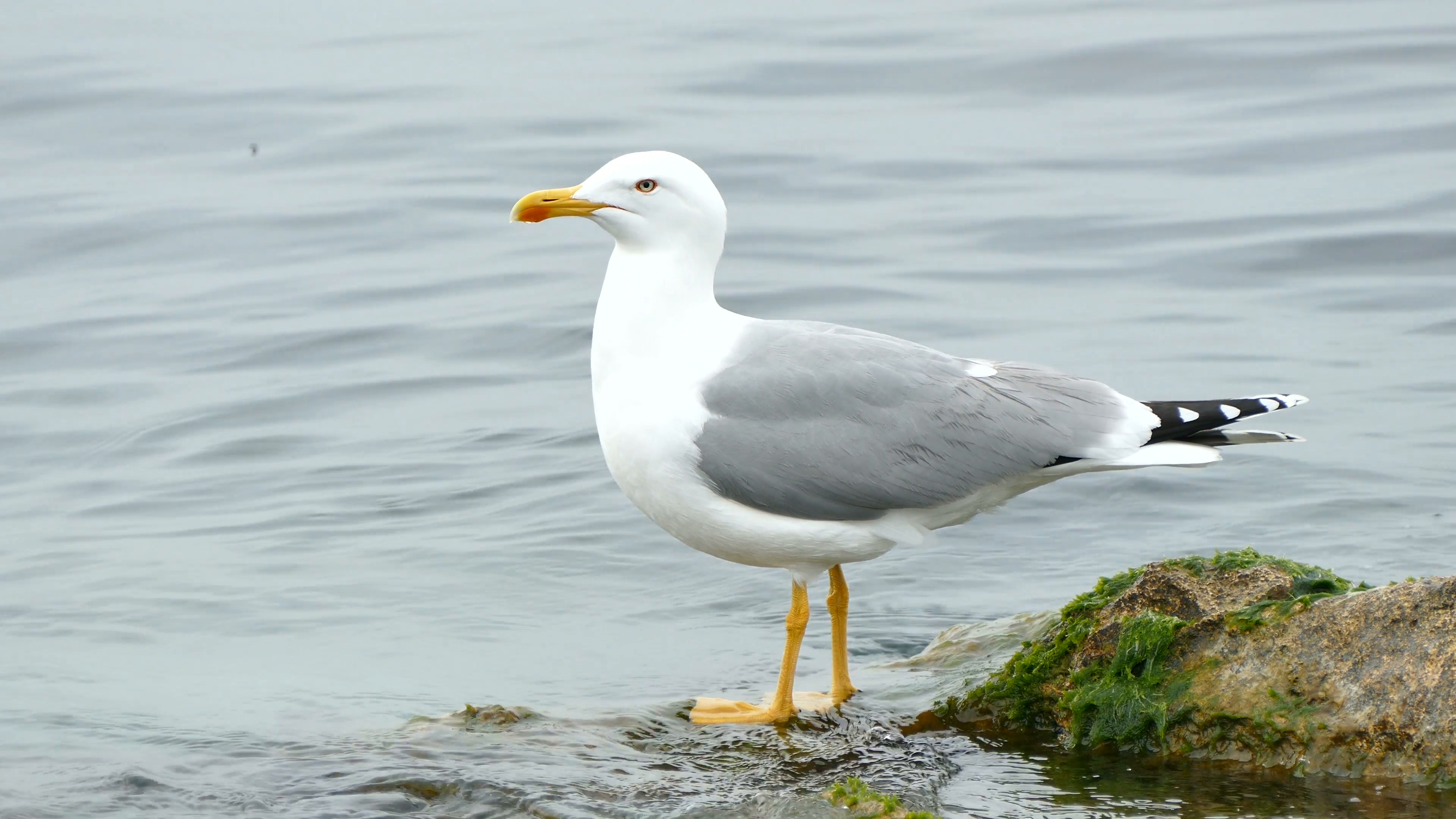 Seagull standing on a Stone Stock Video Footage - VideoBlocks