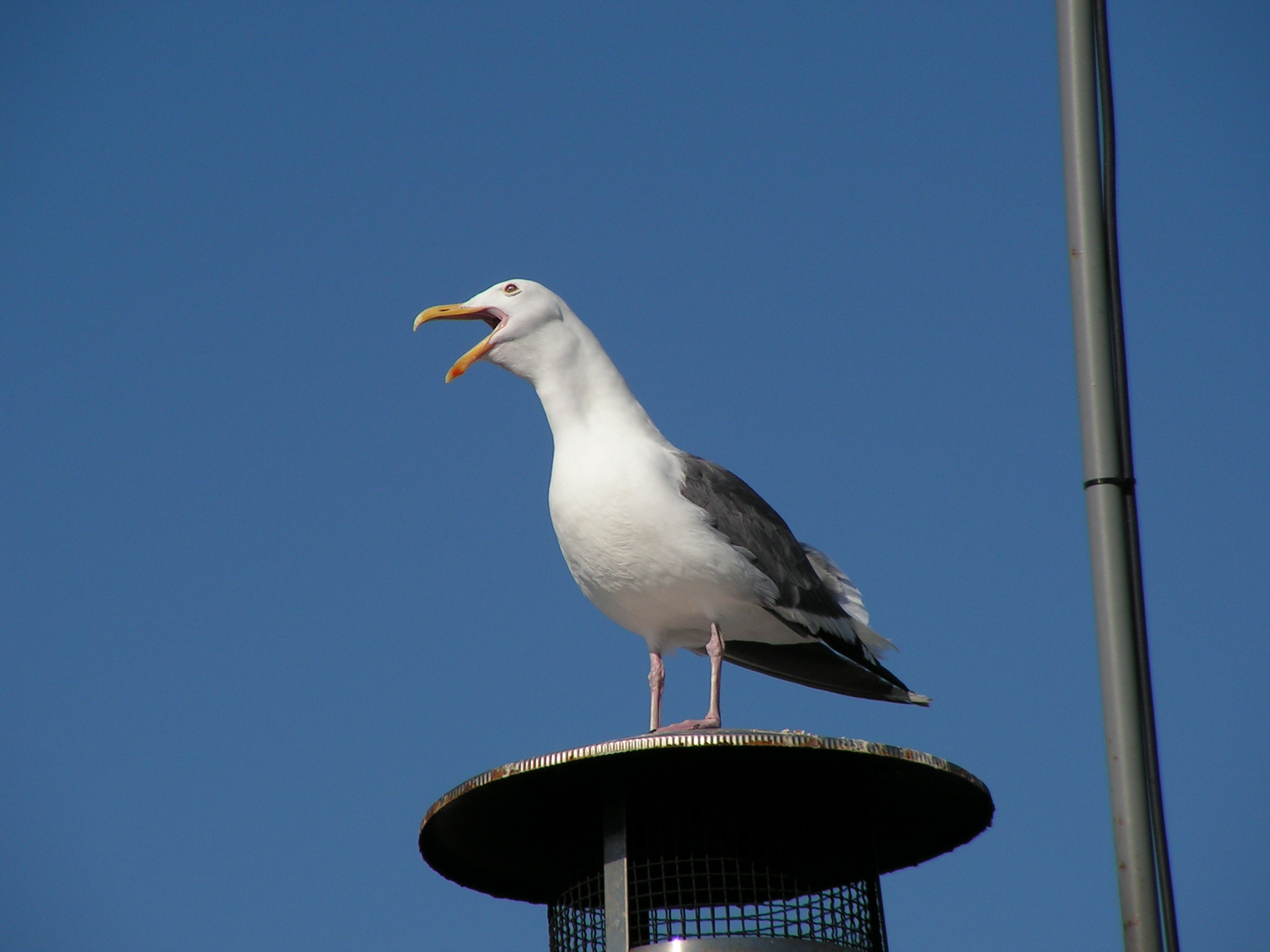 File:Standing seagull.jpg - Wikimedia Commons