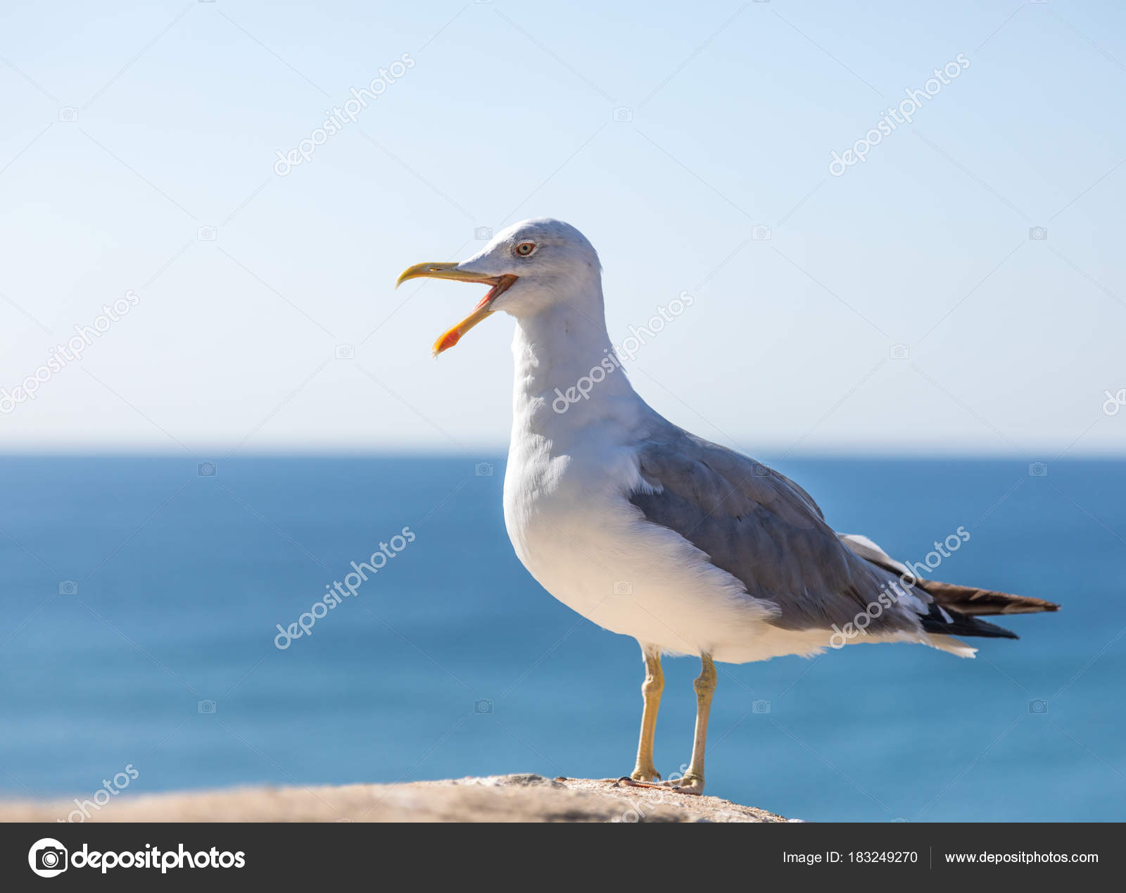 Seagull Standing Blue Sky — Stock Photo © cristovao #183249270
