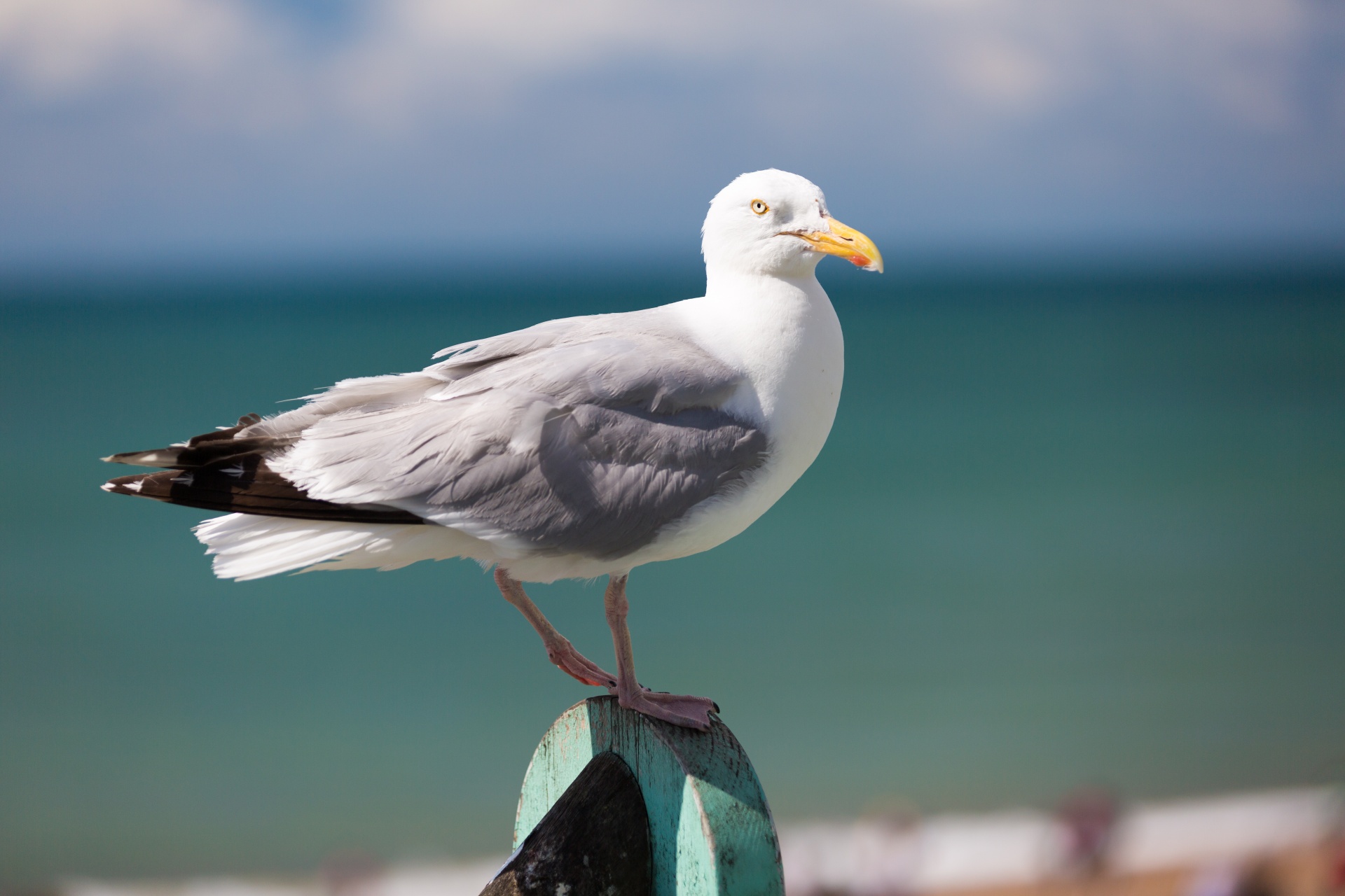 Seagull Standing Free Stock Photo - Public Domain Pictures