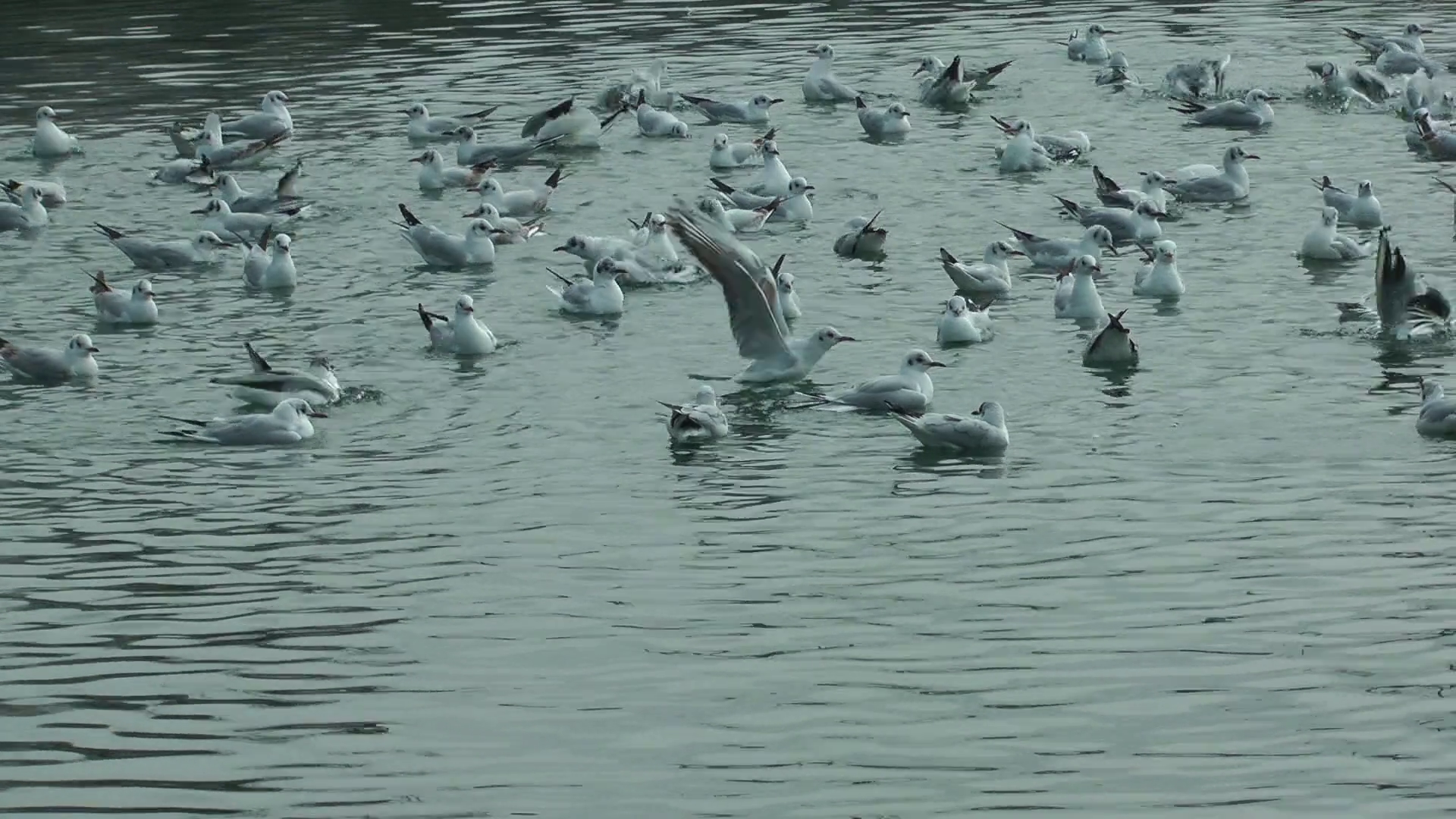 Sea Birds Seagull Swimming On The Sea Water Stock Video Footage ...