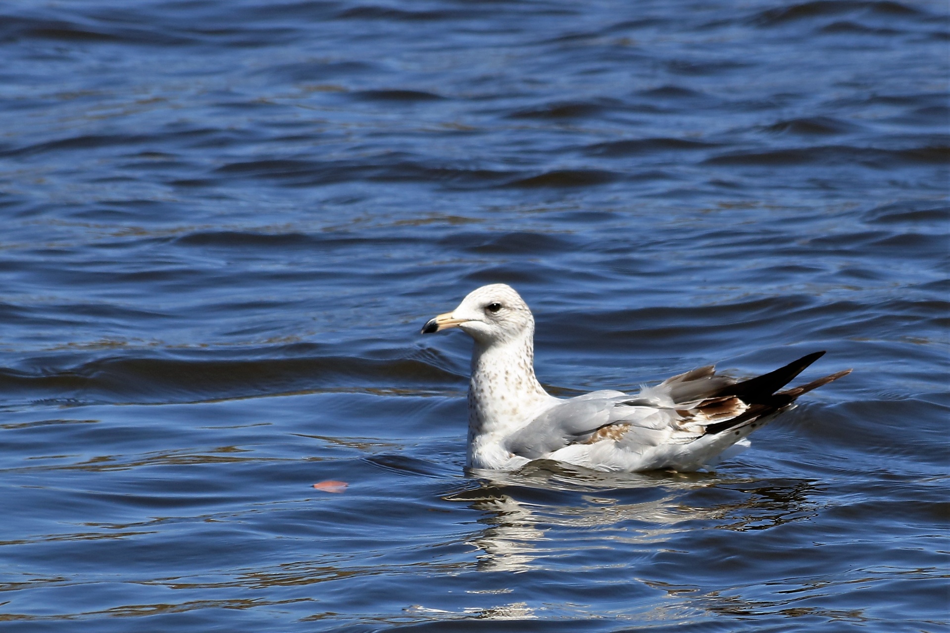 Ring-billed Seagull Swimming Free Stock Photo - Public Domain Pictures