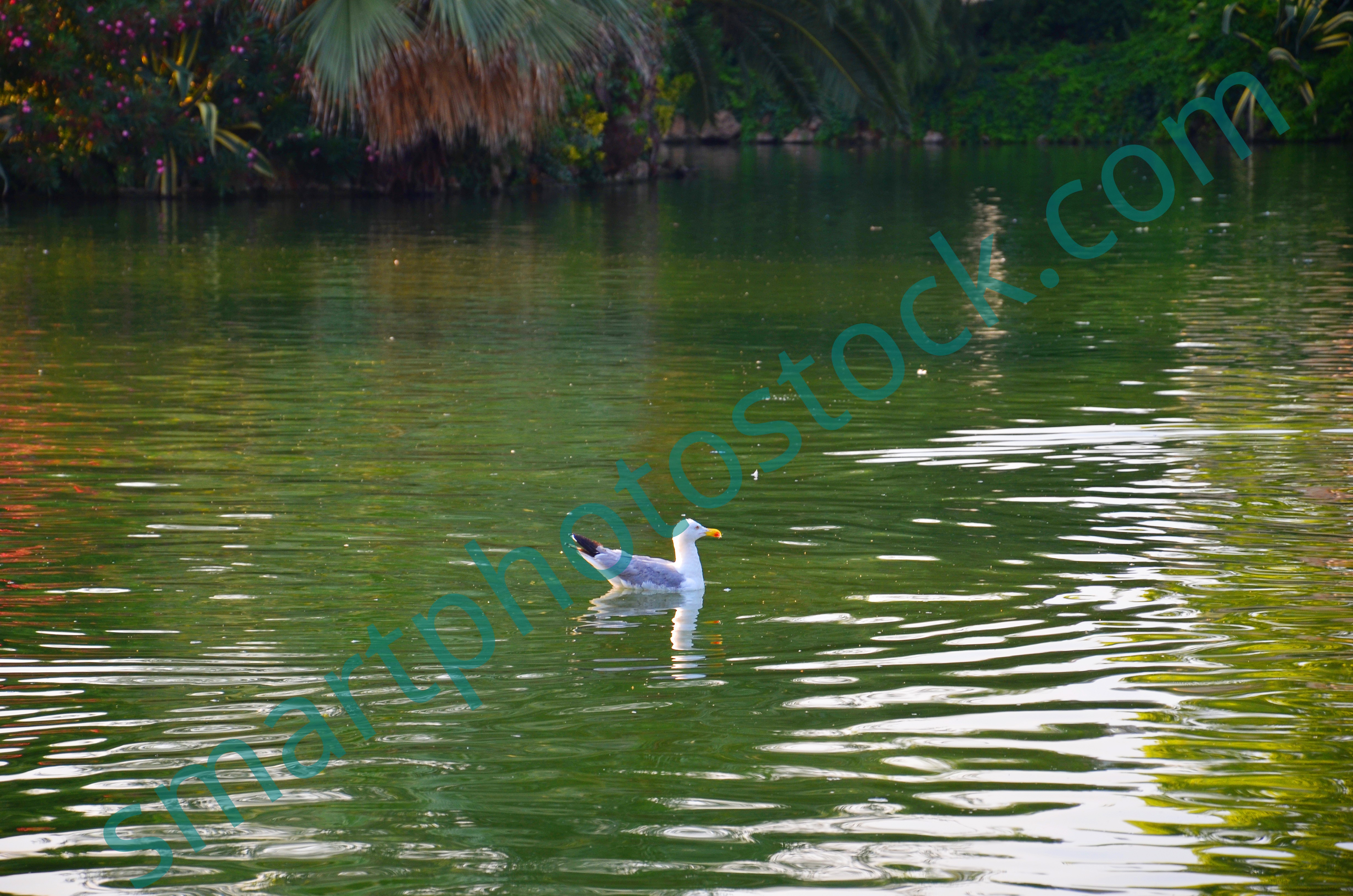seagull swimming in a pond - Smart Photo Stock