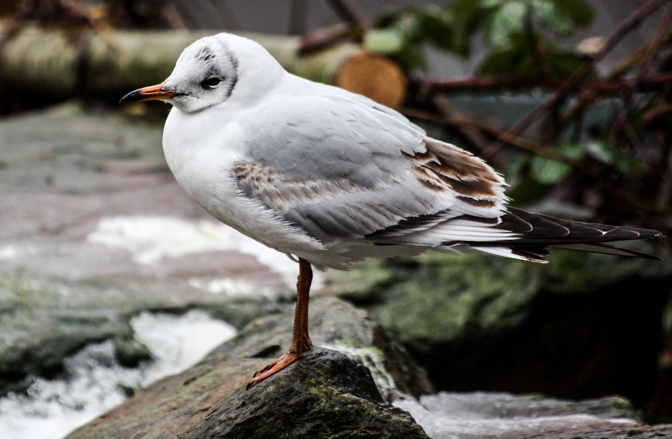 Seagull waiting photo