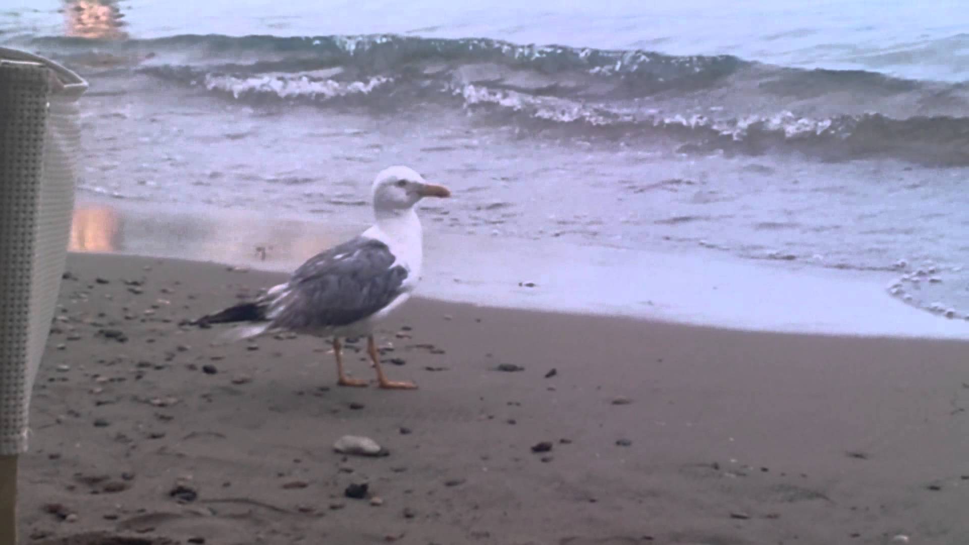 Seagull Walking On The Beach - YouTube