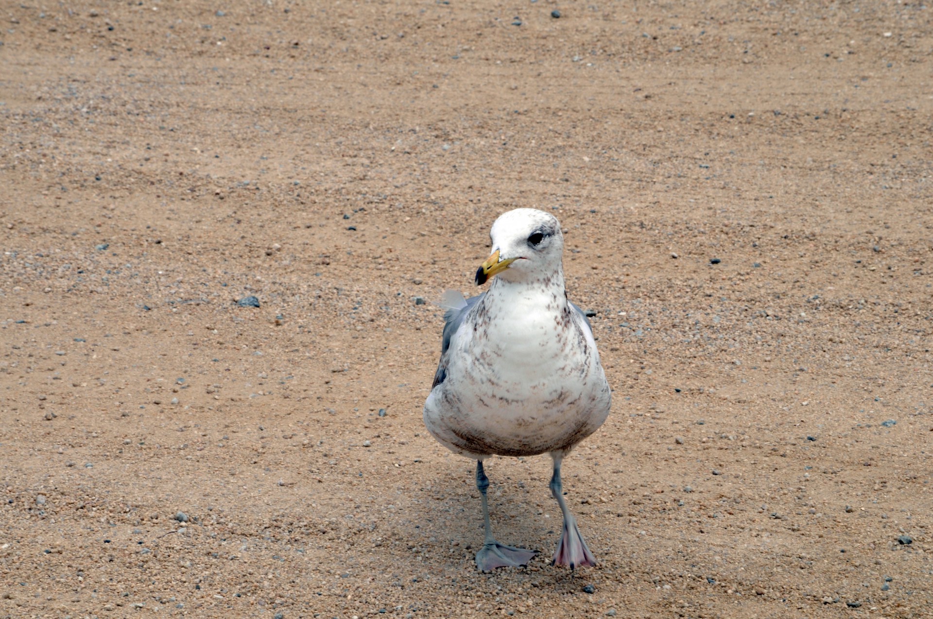 Seagull Walking On Sand Free Stock Photo - Public Domain Pictures
