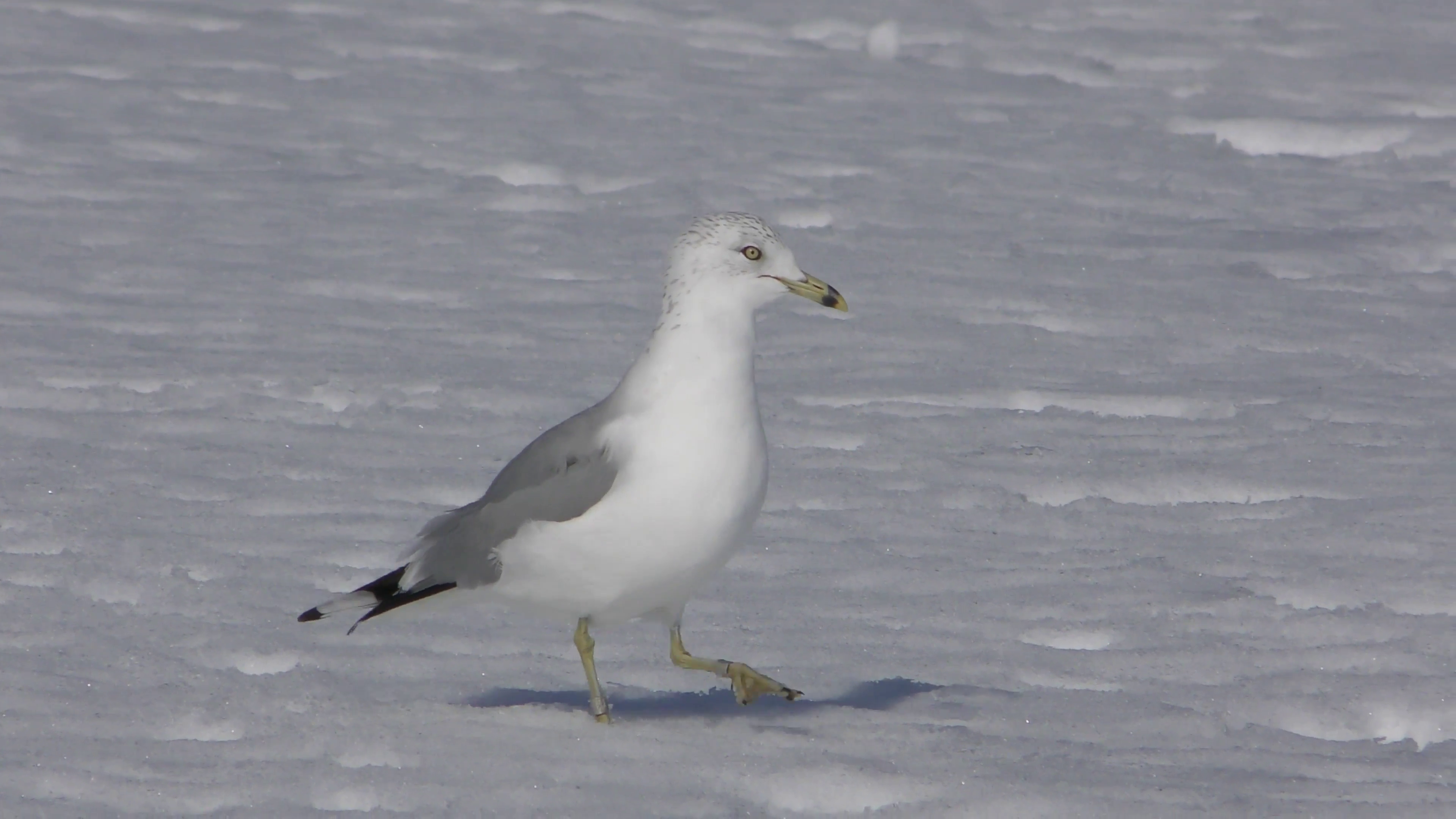 Seagull Walking In The Snow Stock Video Footage - VideoBlocks