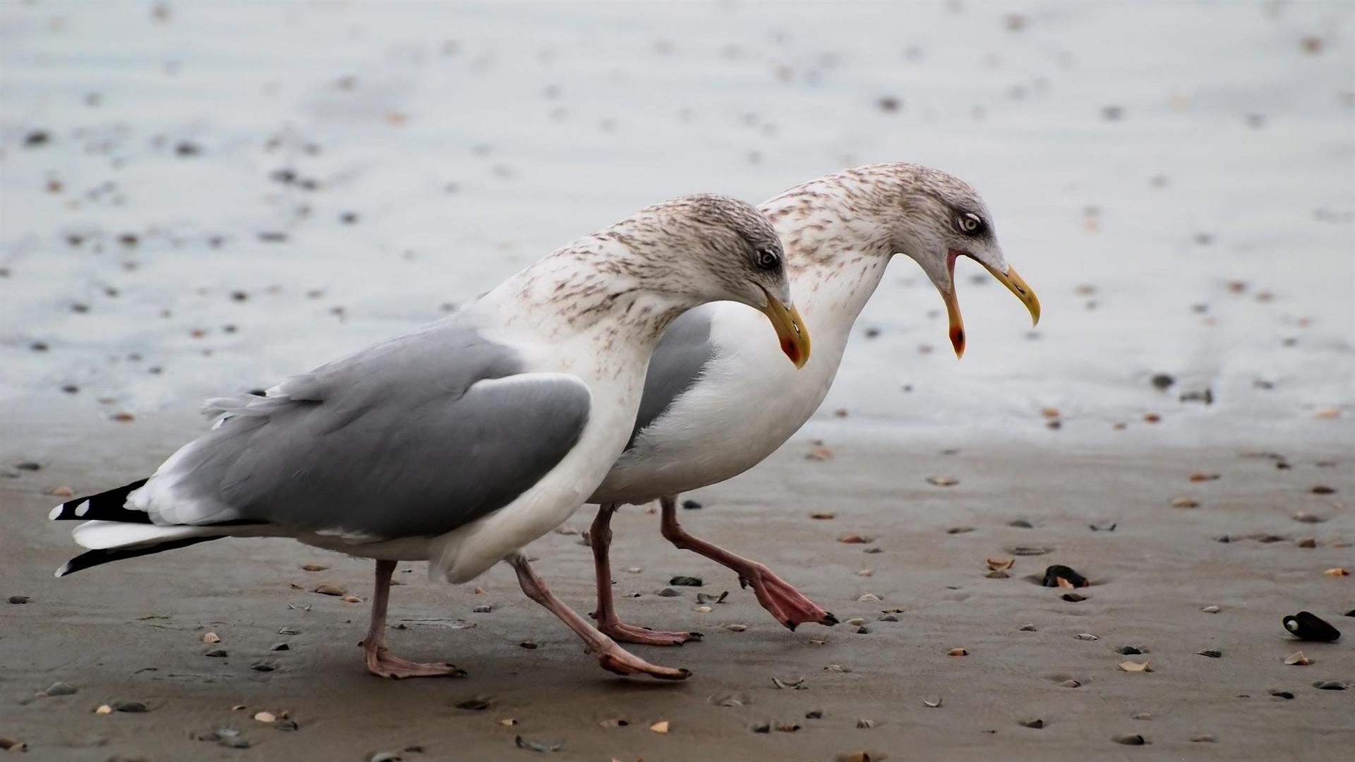 Pictures of Seagulls On-Beach | Seagulls Walking On Beach Desktop ...
