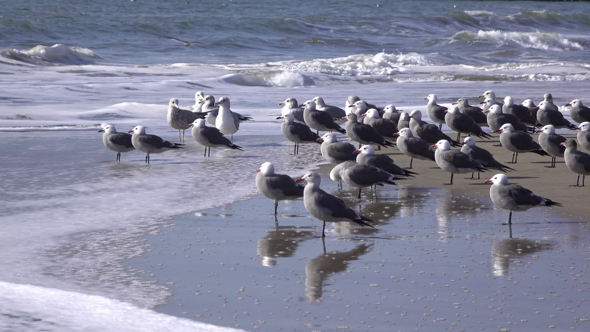 Seagulls standing in ocean water on beach shore 4k Stock Video ...