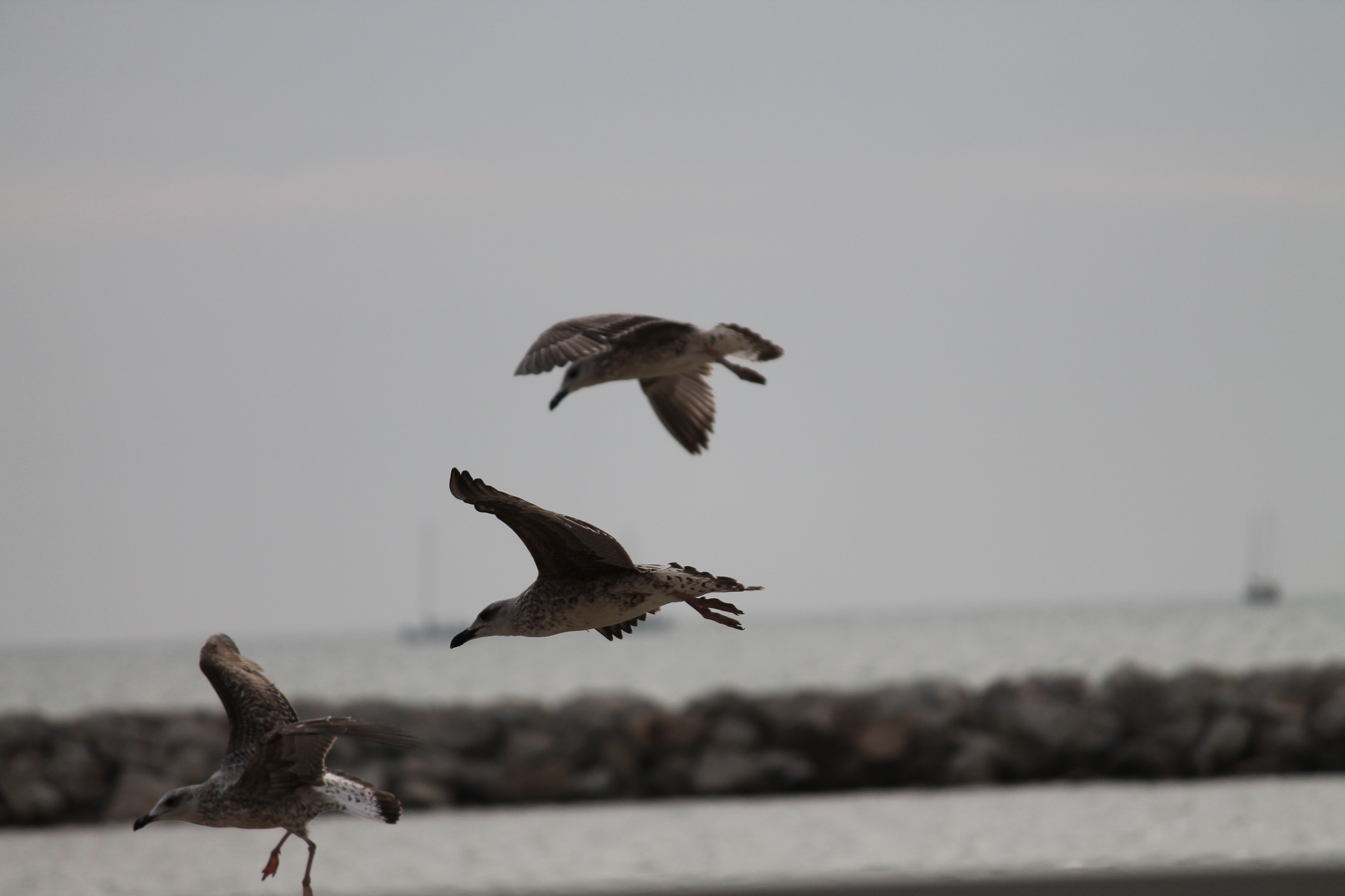 Seagulls, Birds, Glide, Sea, Wings, HQ Photo
