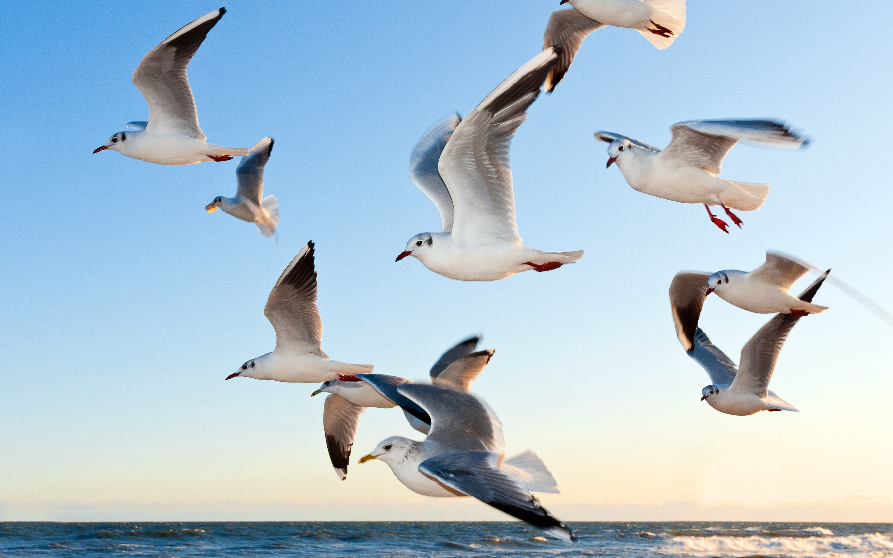 Seagulls Wallpapers | HD Wallpapers | ID #16375